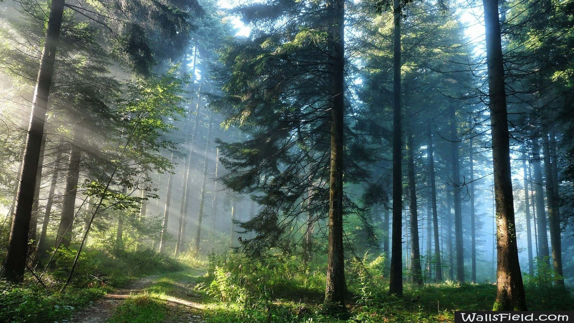 Thick Leaves Of The Trees In The Forest Background