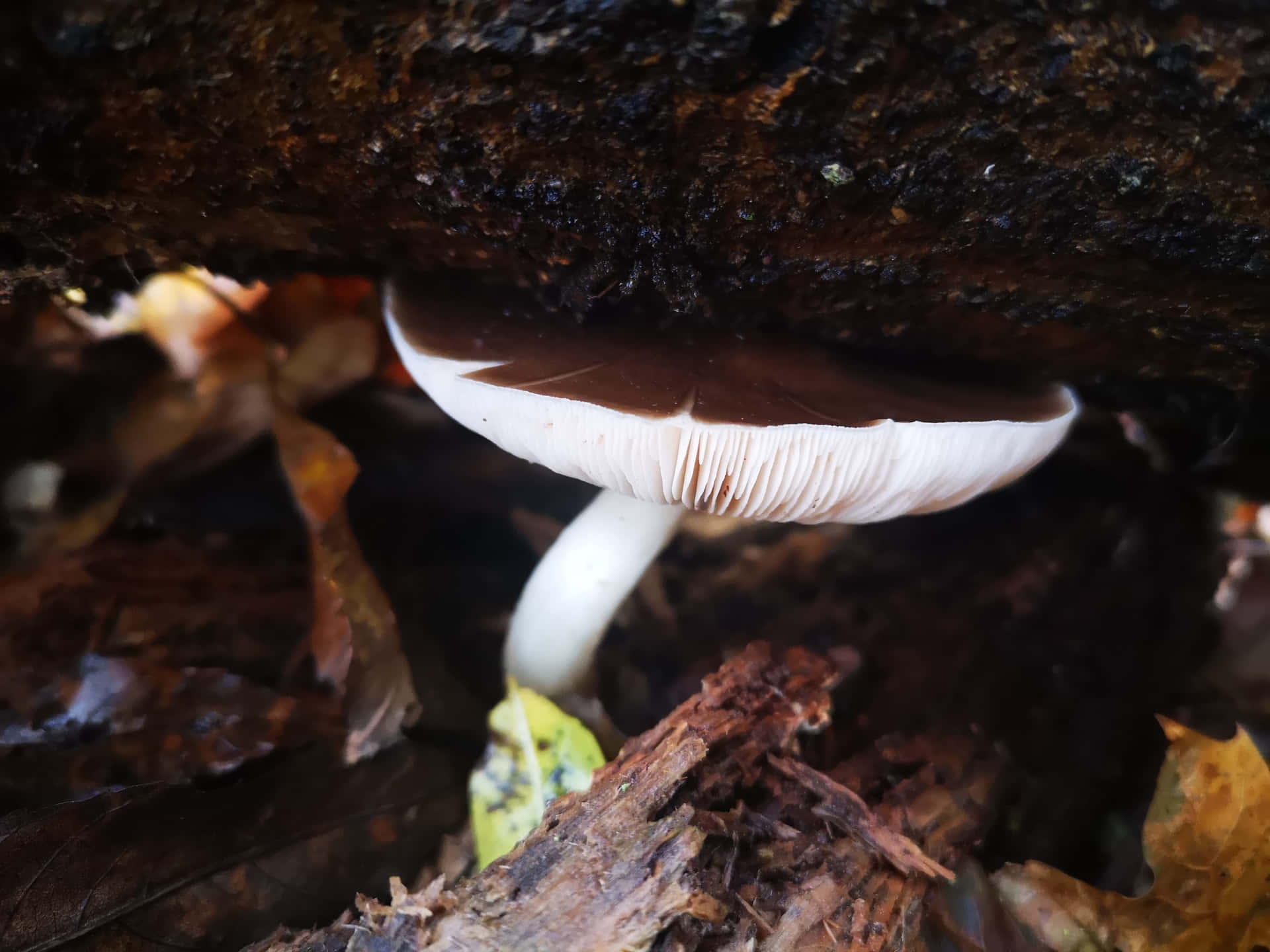 Thick Mushrooms Background