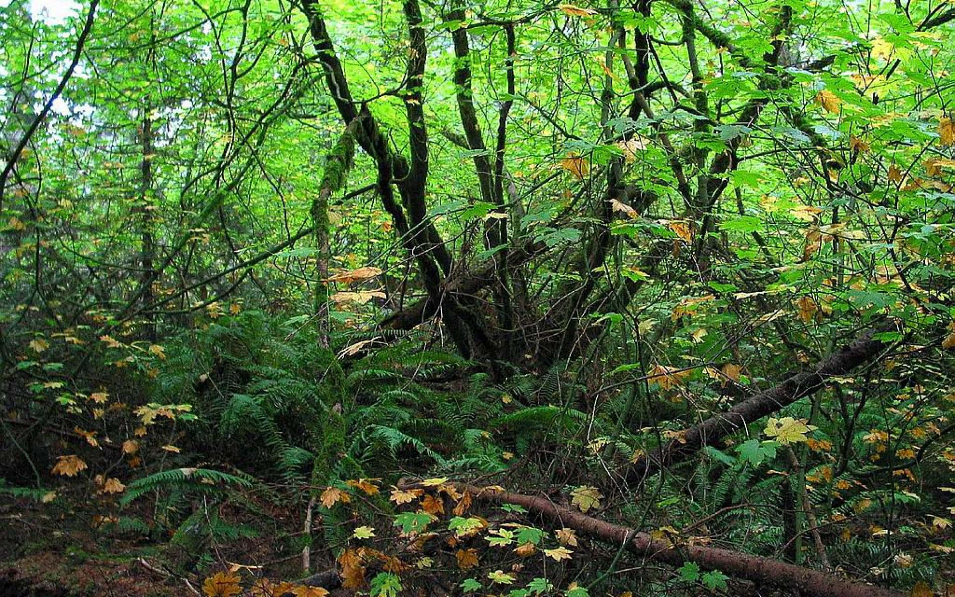 Thick Tree Trunks And Leaves