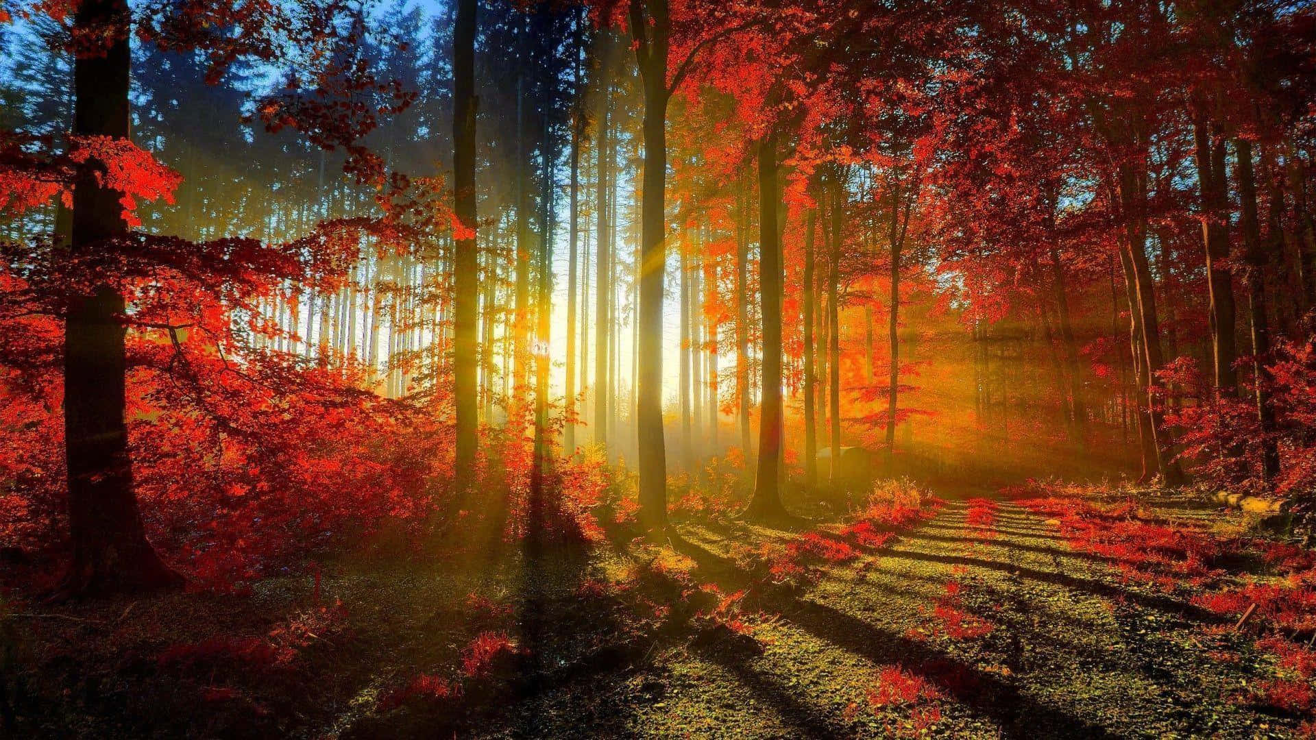 Thick Tree Trunks During Autumn