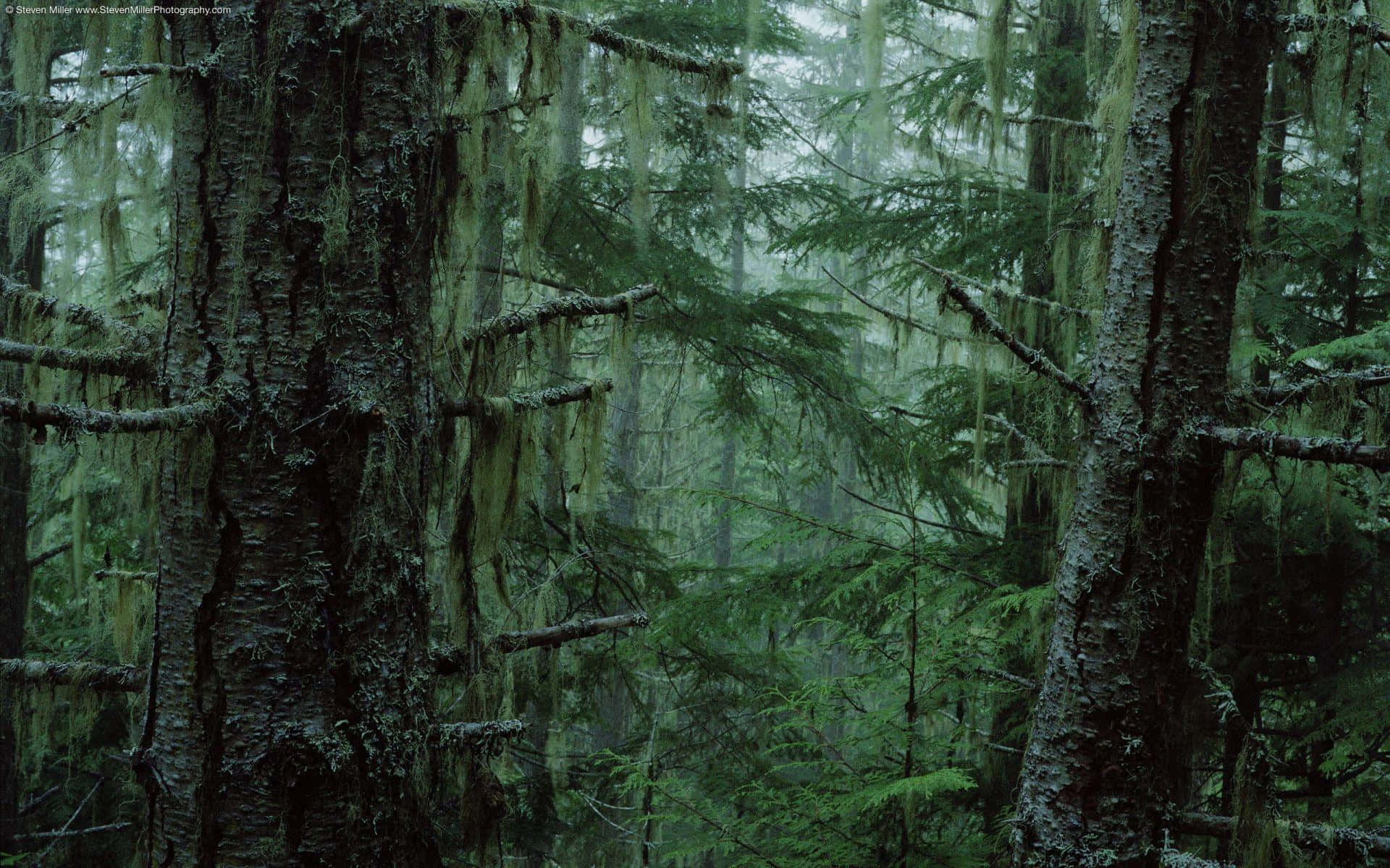 Thick Trunks Of Pine Tree