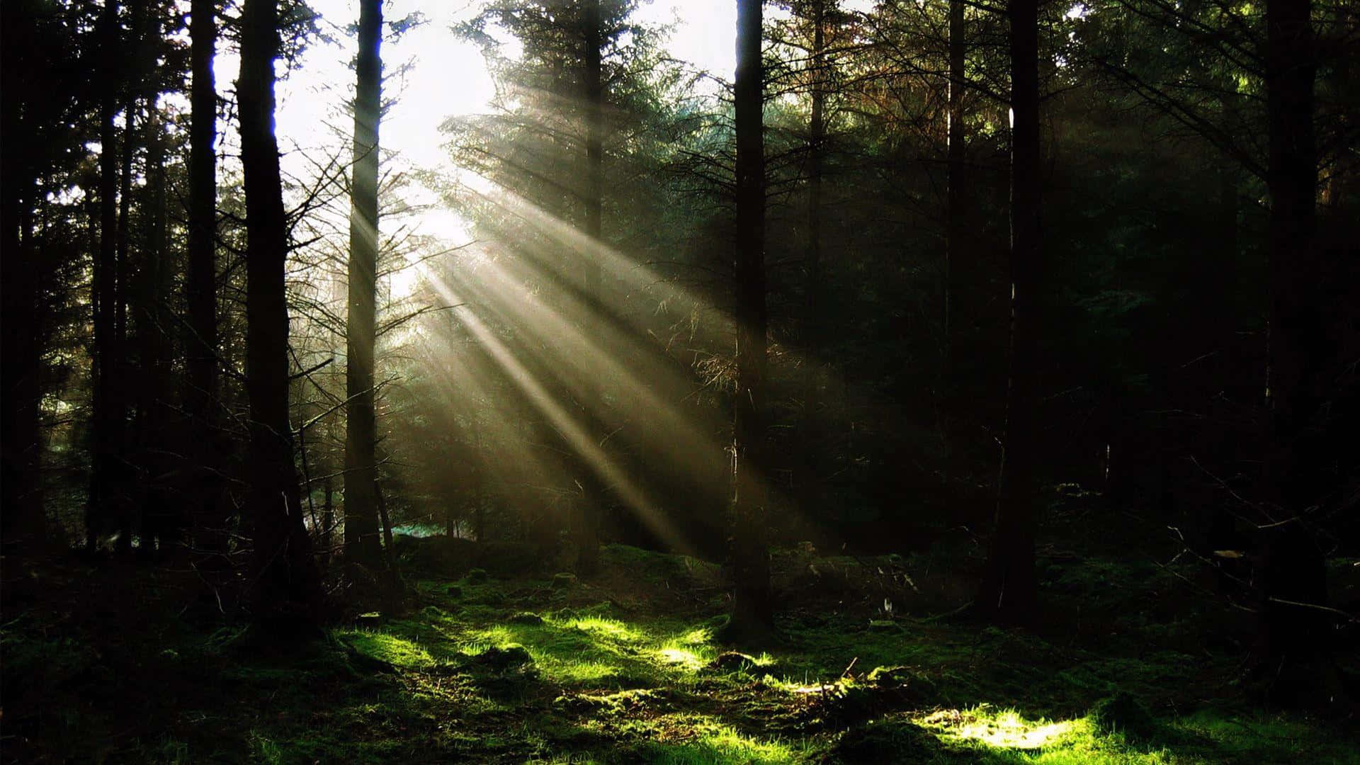 Thick Trunks Of The Trees In The Dark Forest Background