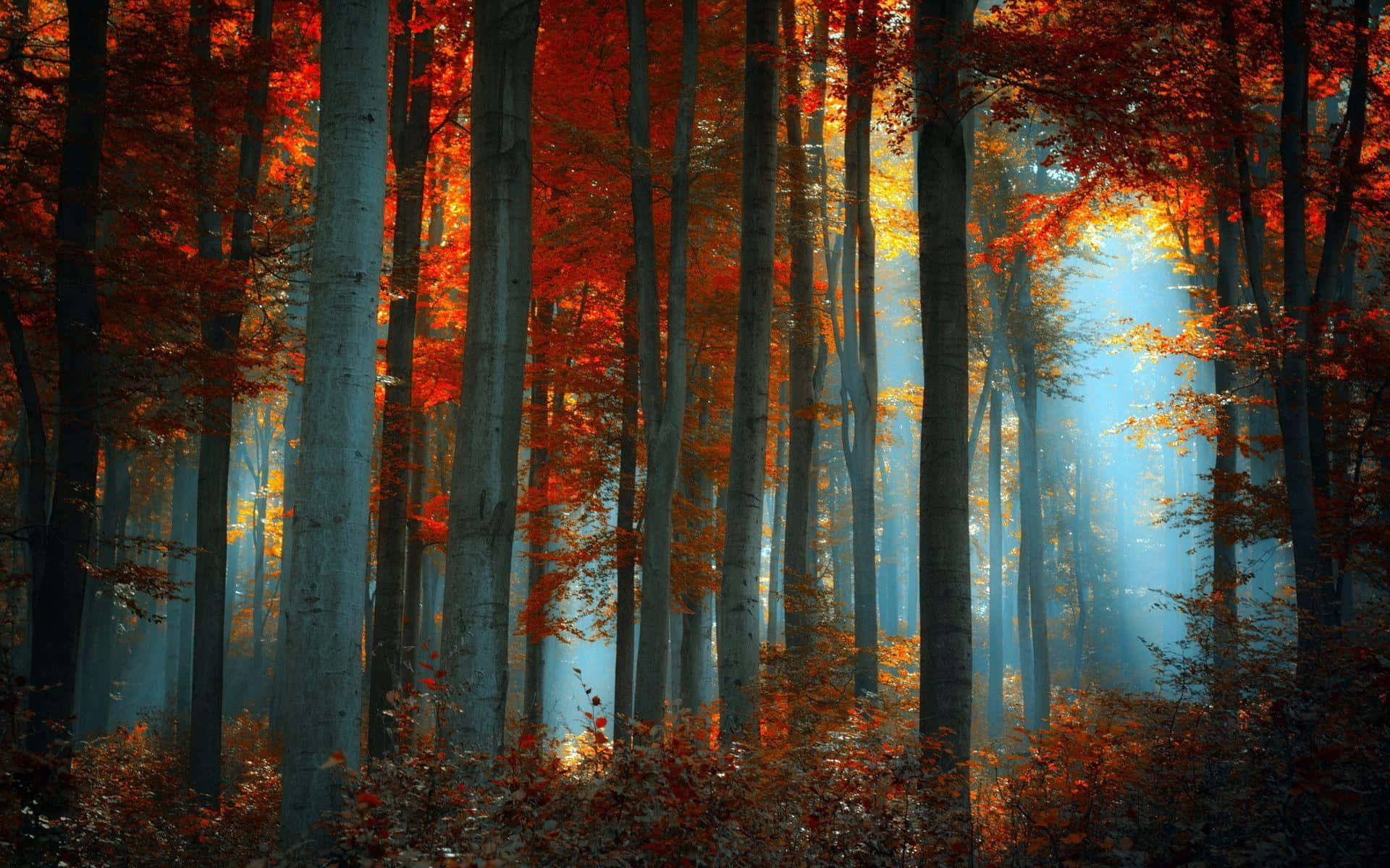 Thick Trunks Of The Trees Background