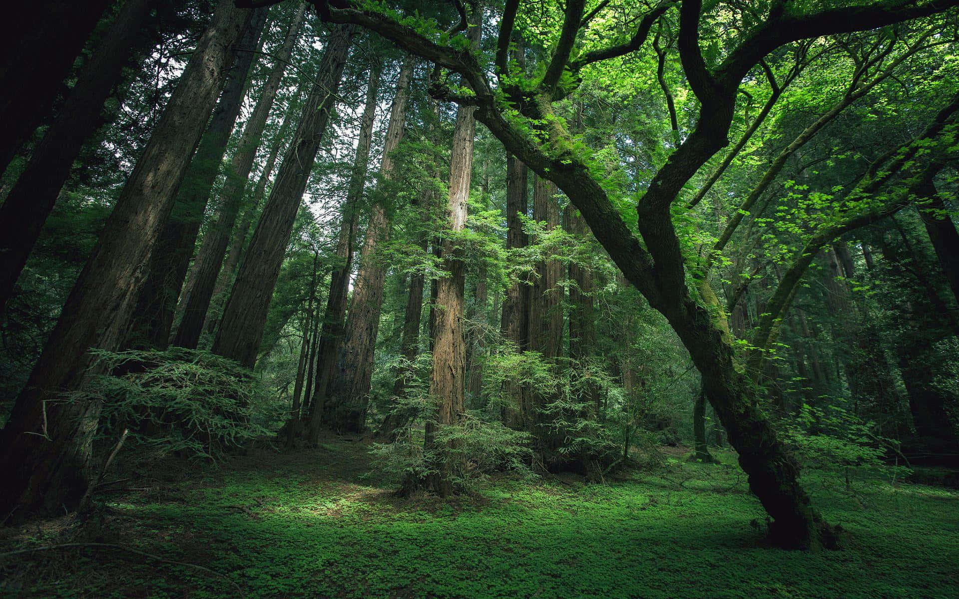 Thick Woods Of Trees