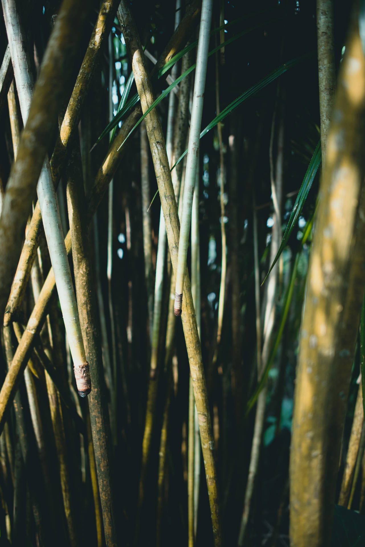 Thin Bamboo Field Background