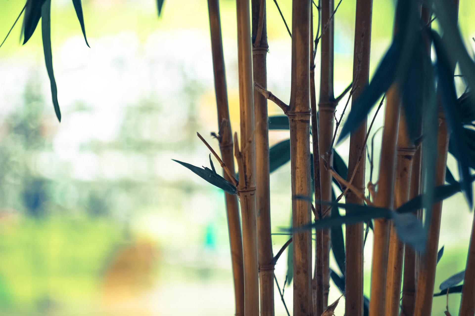 Thin Brown Bamboo Hd Background