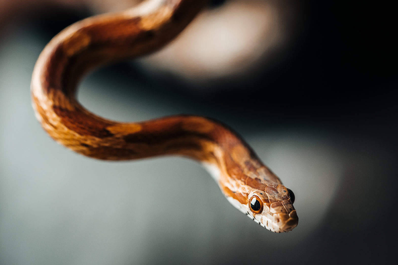 Thin Corn Snake Background