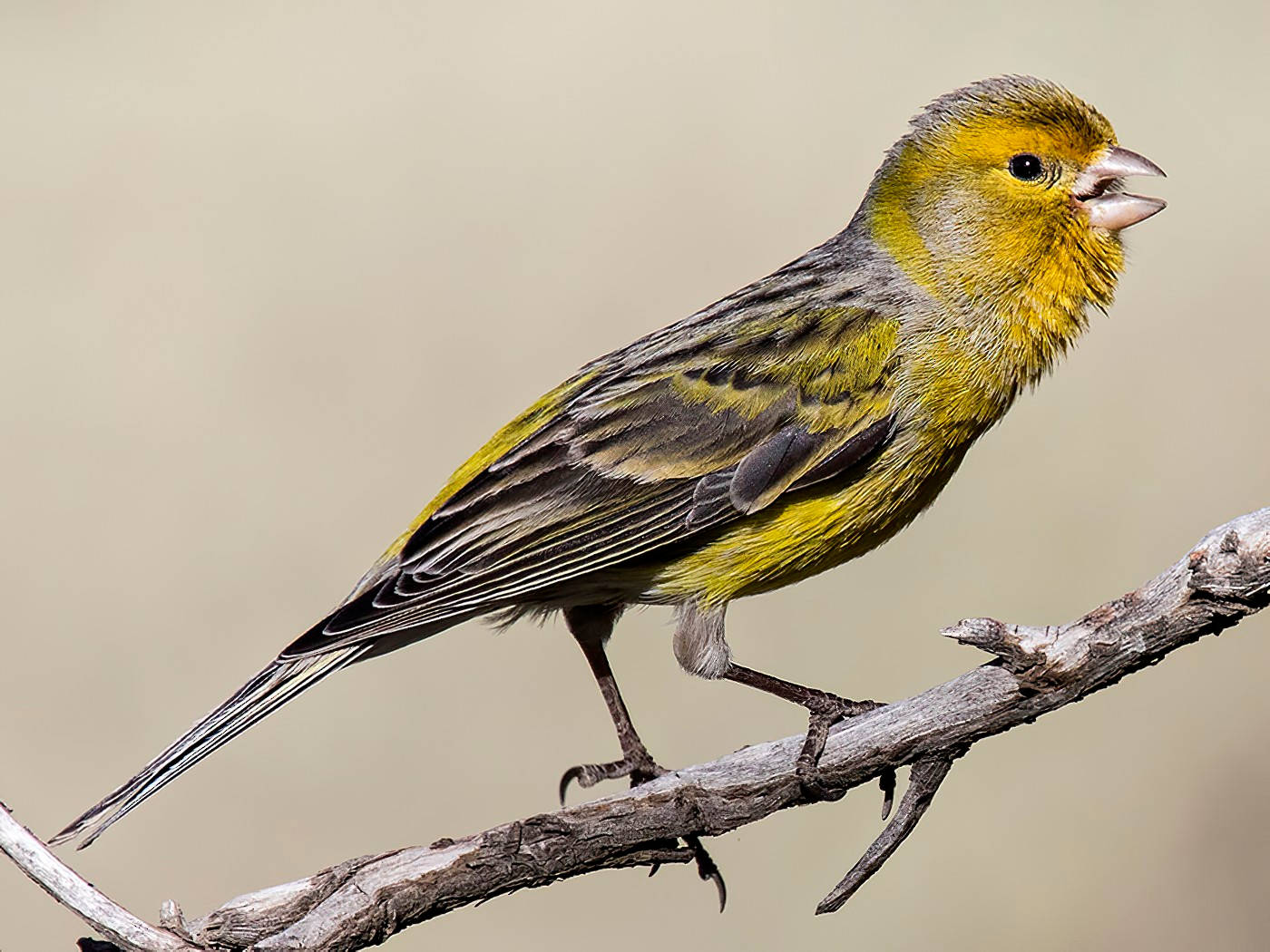 Thin Dark Canary Bird Background