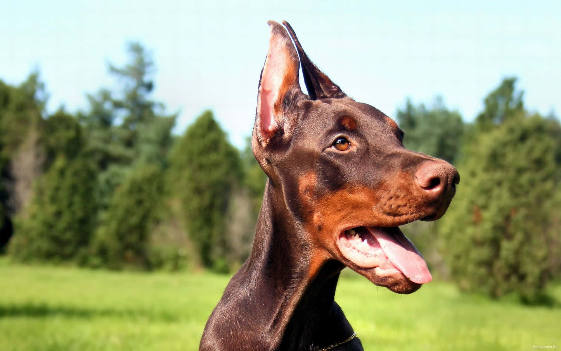 Thin Doberman Background