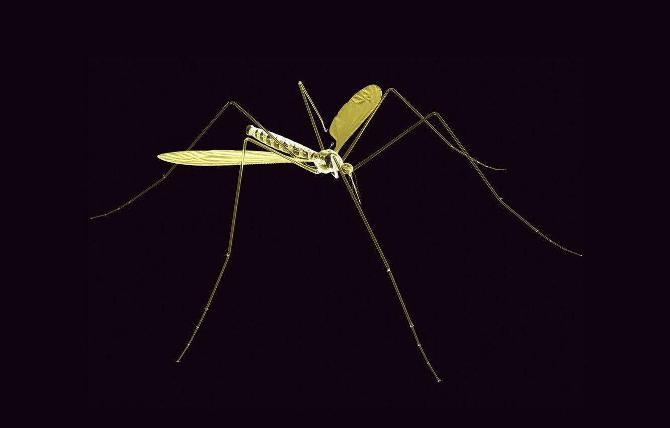 Thin Green Mosquito Background