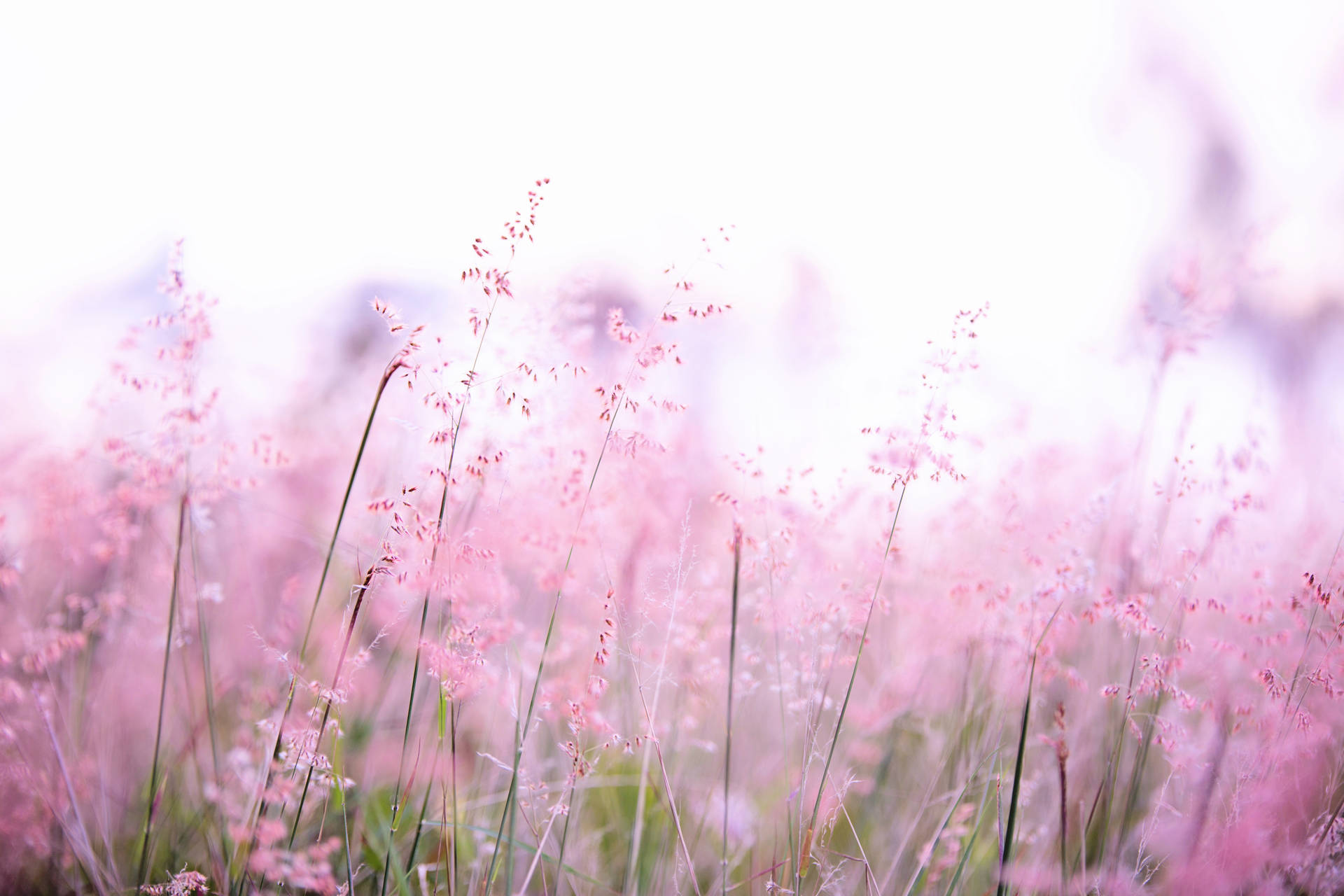 Thin Stalks With Pink Flowers Aesthetic