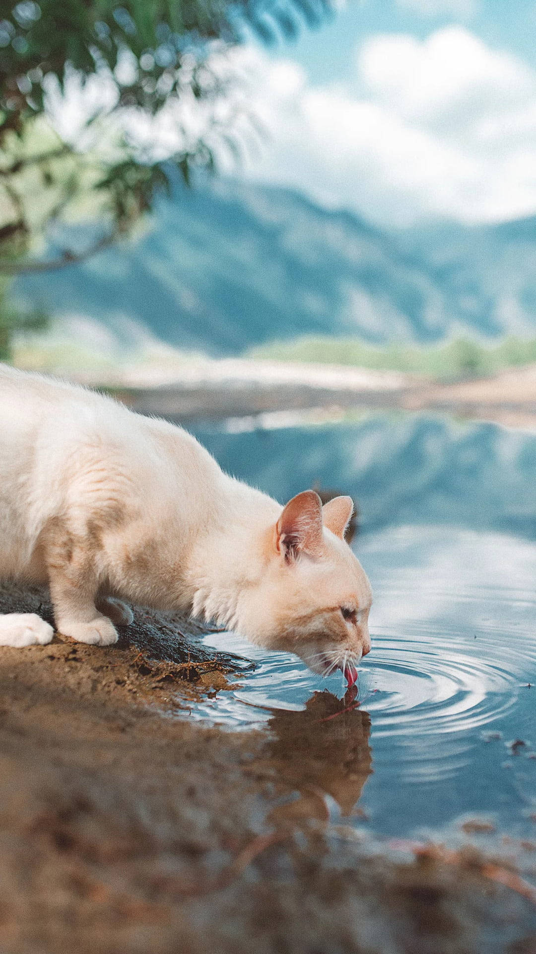 Thirsty White Cat Enjoying Fresh Water Background