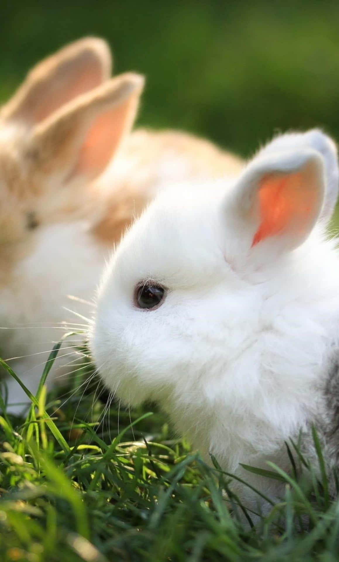 This Adorable Bunny Is Ready For Any Adventure Background