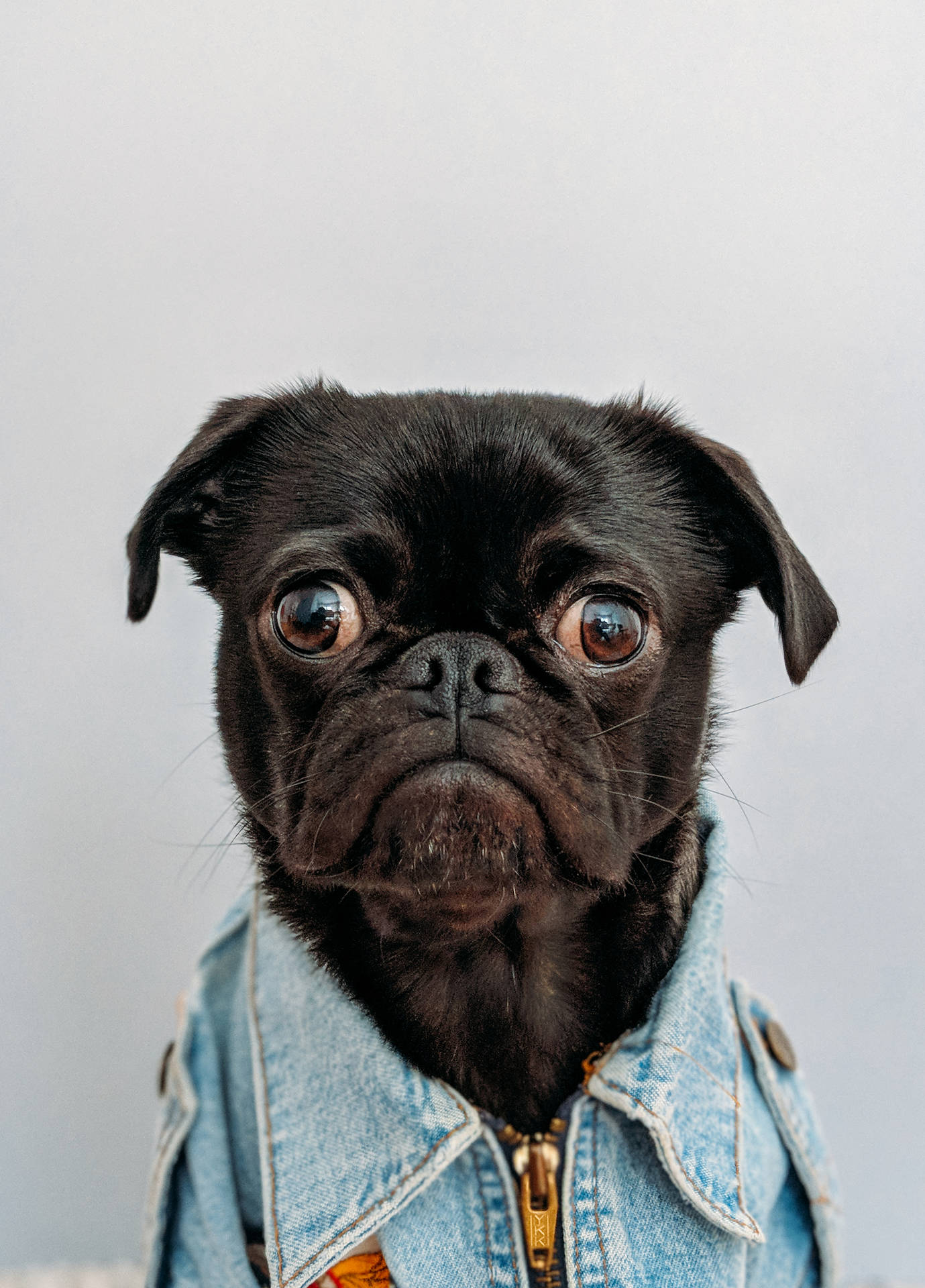 This Adorable Denim-clad Pooch Just Wants A Hug Background