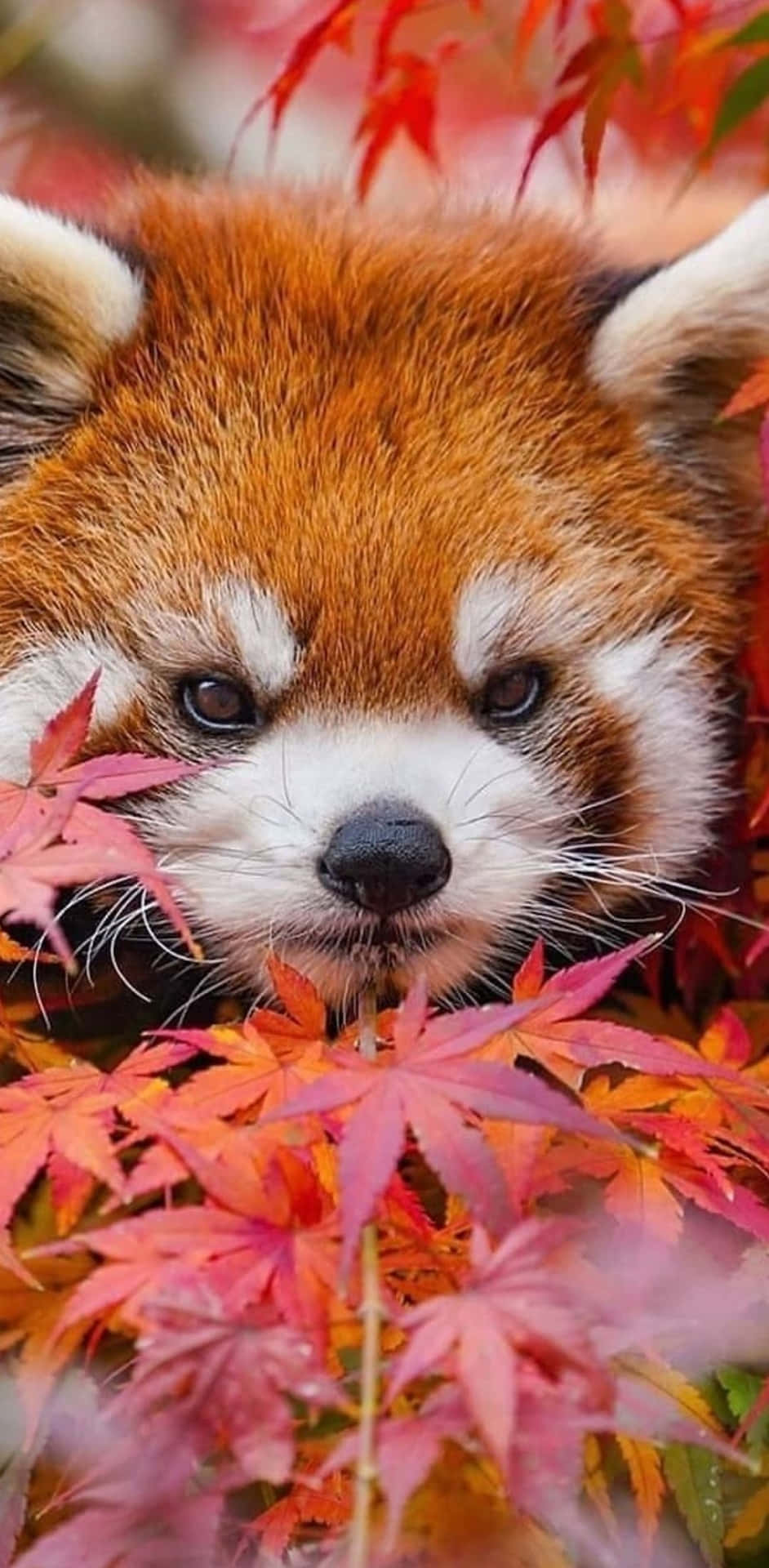 This Adorable Red Panda Is Ready To Play! Background
