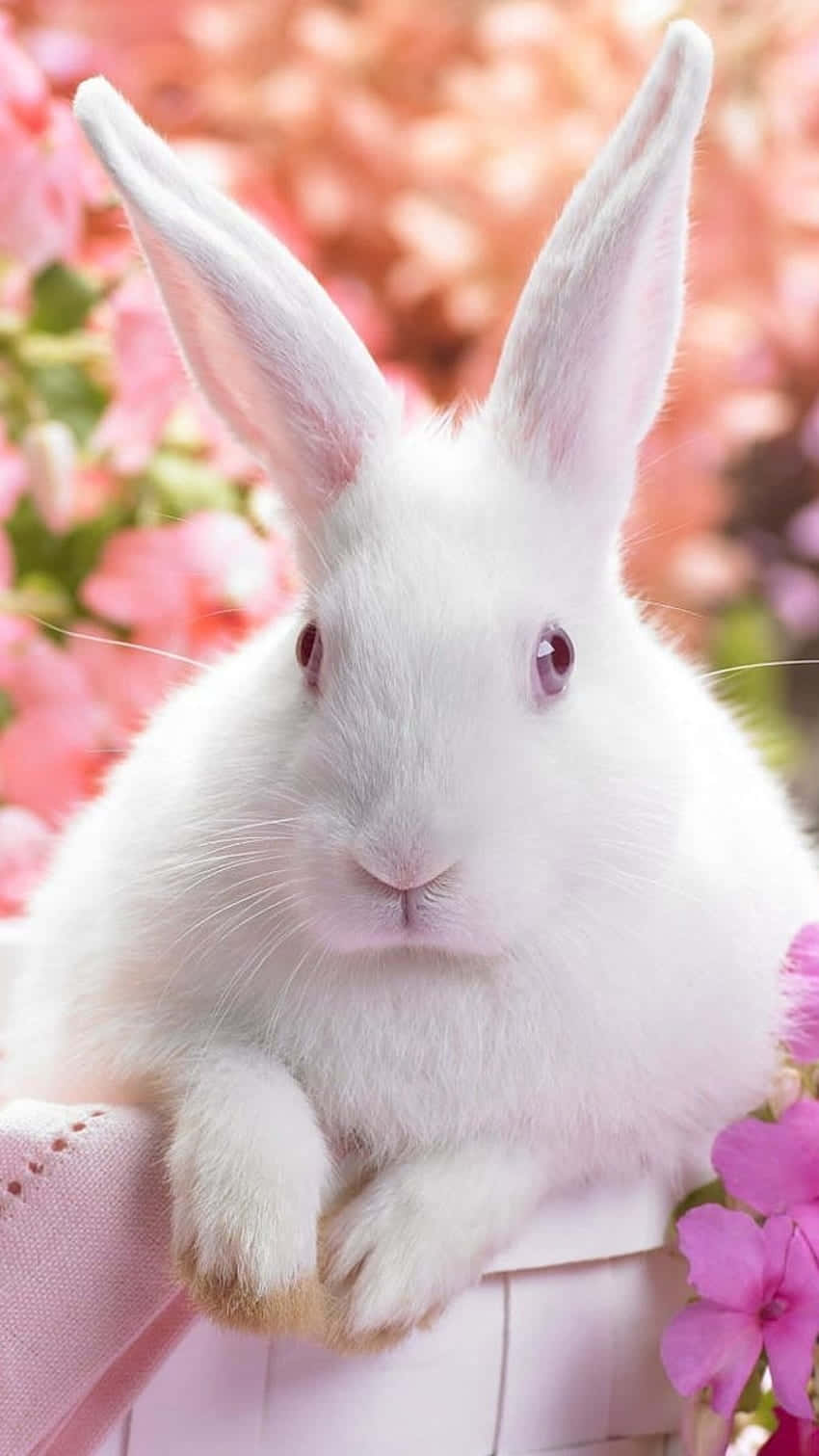 This Adorable Trio Of Rabbits Cuddling Together Is The Perfect Example Of Innocent Cuteness! Background