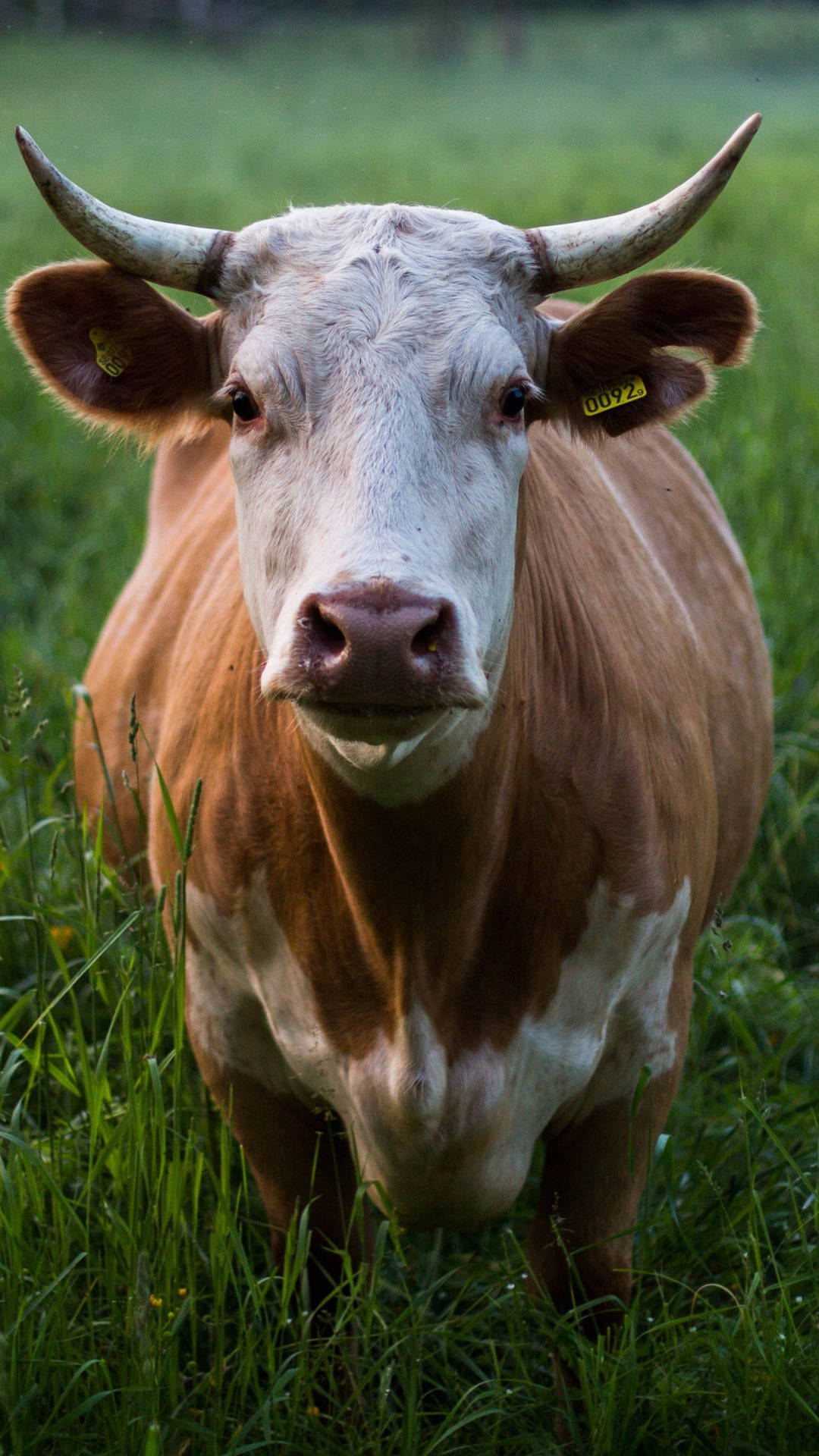 “this Beautiful Cow With Big Horns Is Ready To Graze.” Background