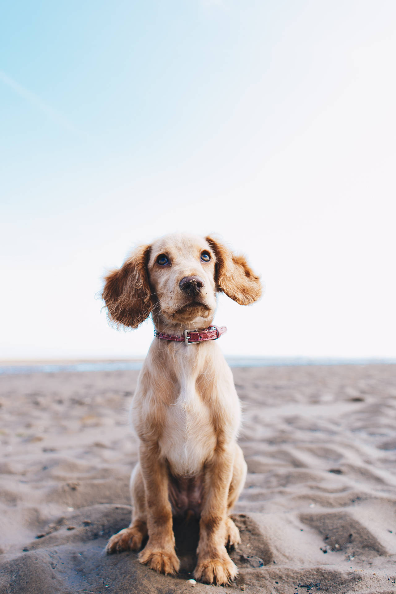 This Cocker Spaniel Loves Playing In The Sand. Background