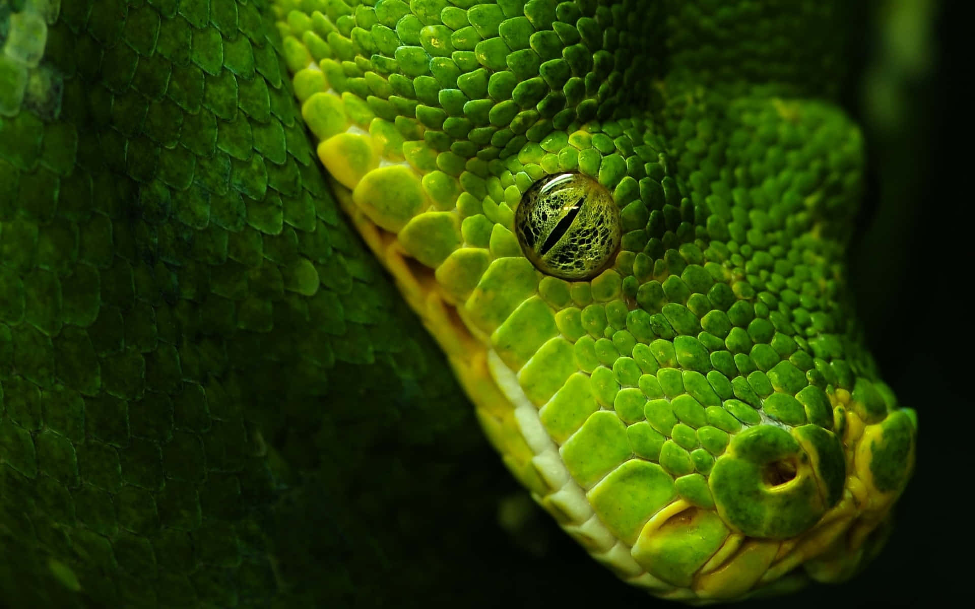This Coiled Cool Snake Glistens Under The Bright Sunlight. Background