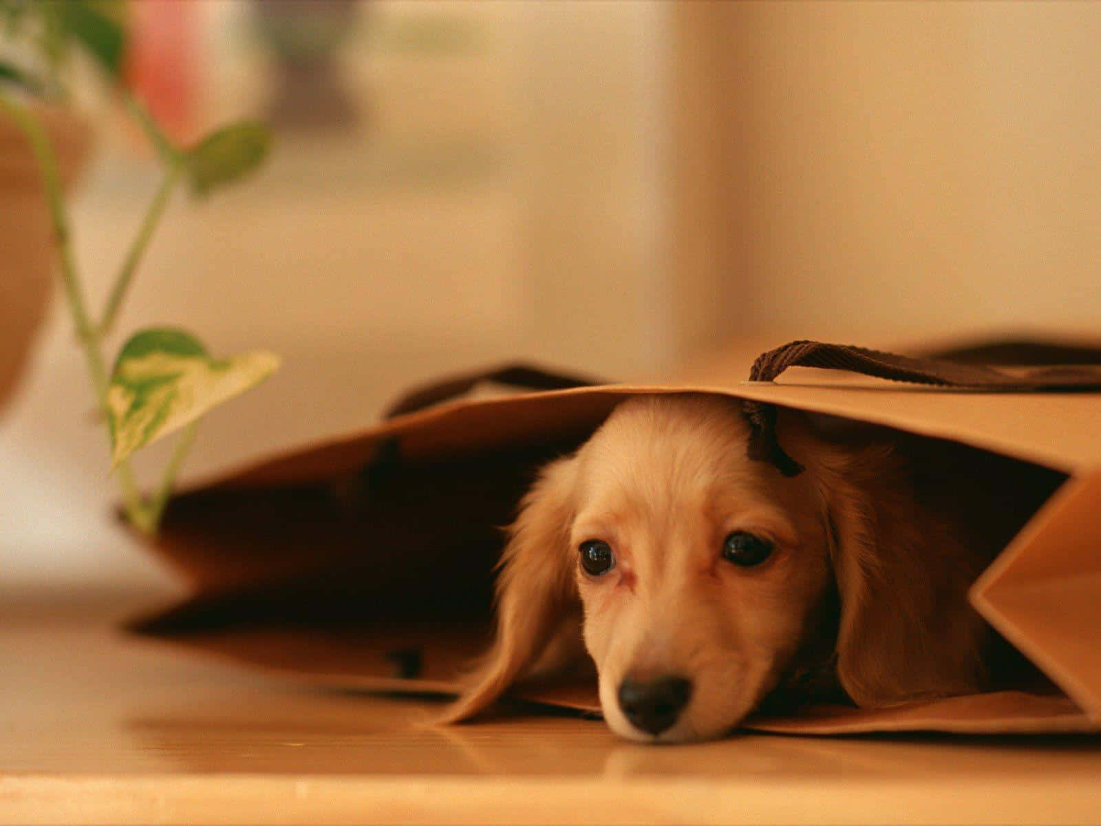 “this Cuddly Dachshund Looks Ready To Join The Family!”