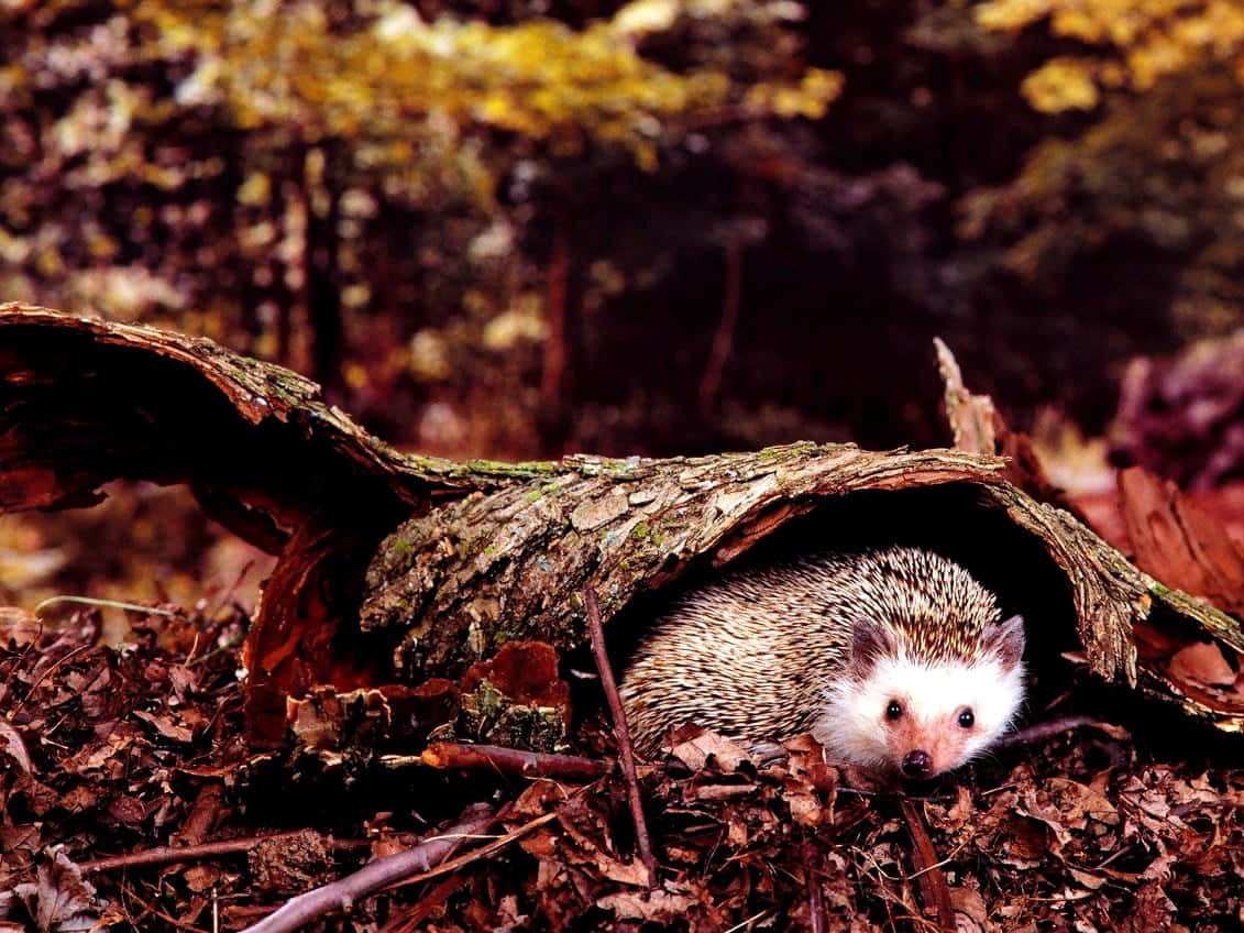 This Cute Hedgehog Is Ready For Cuddle Time! Background