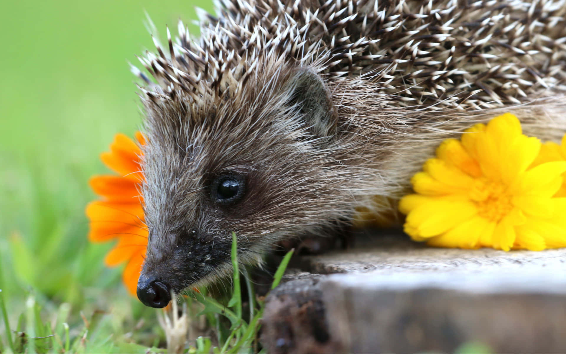 This Cute Hedgehog Will Make Your Day Background