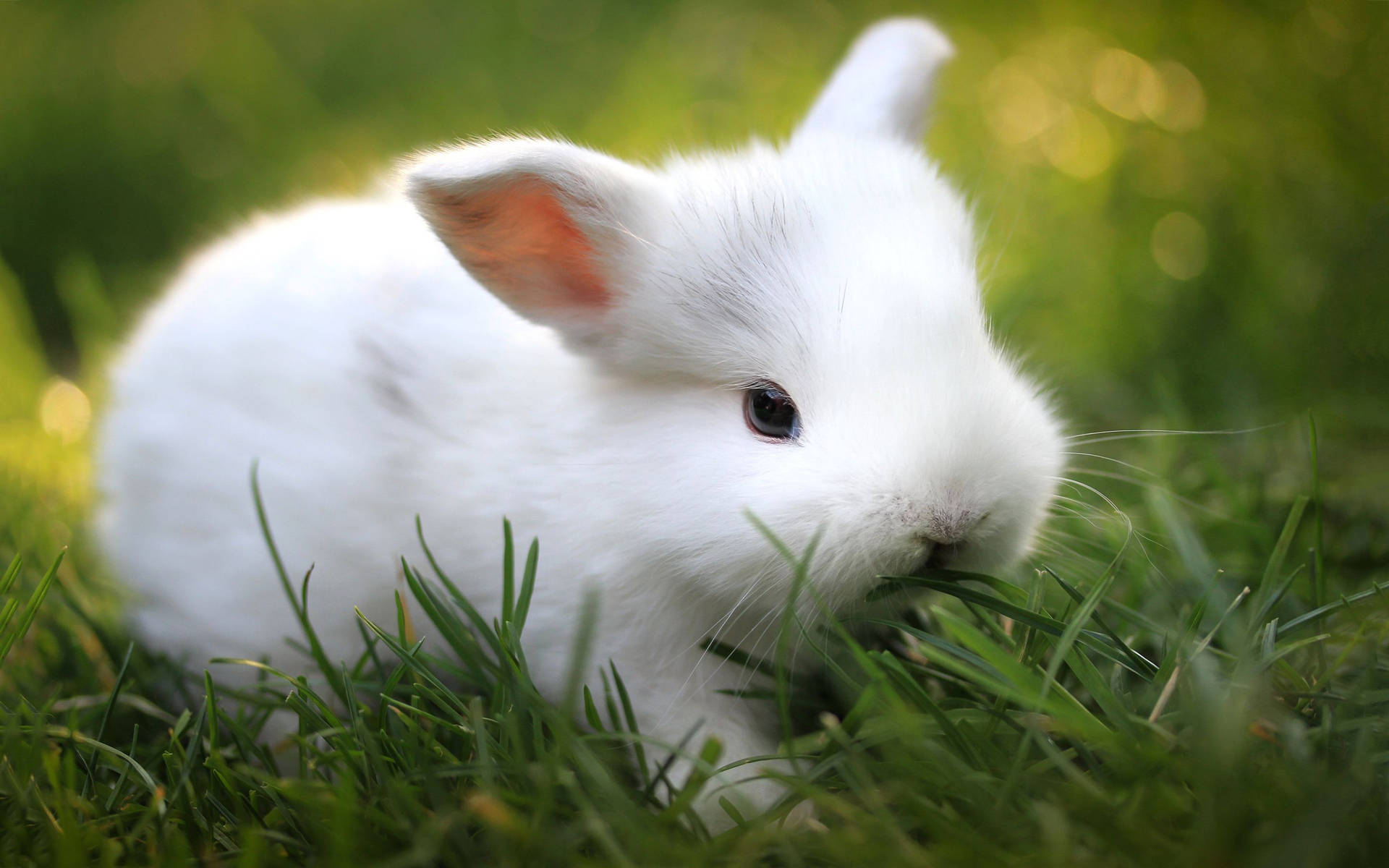 “this Cute Little White Dwarf Bunny Is Hoping You’ll Come Give It A Cuddle!” Background