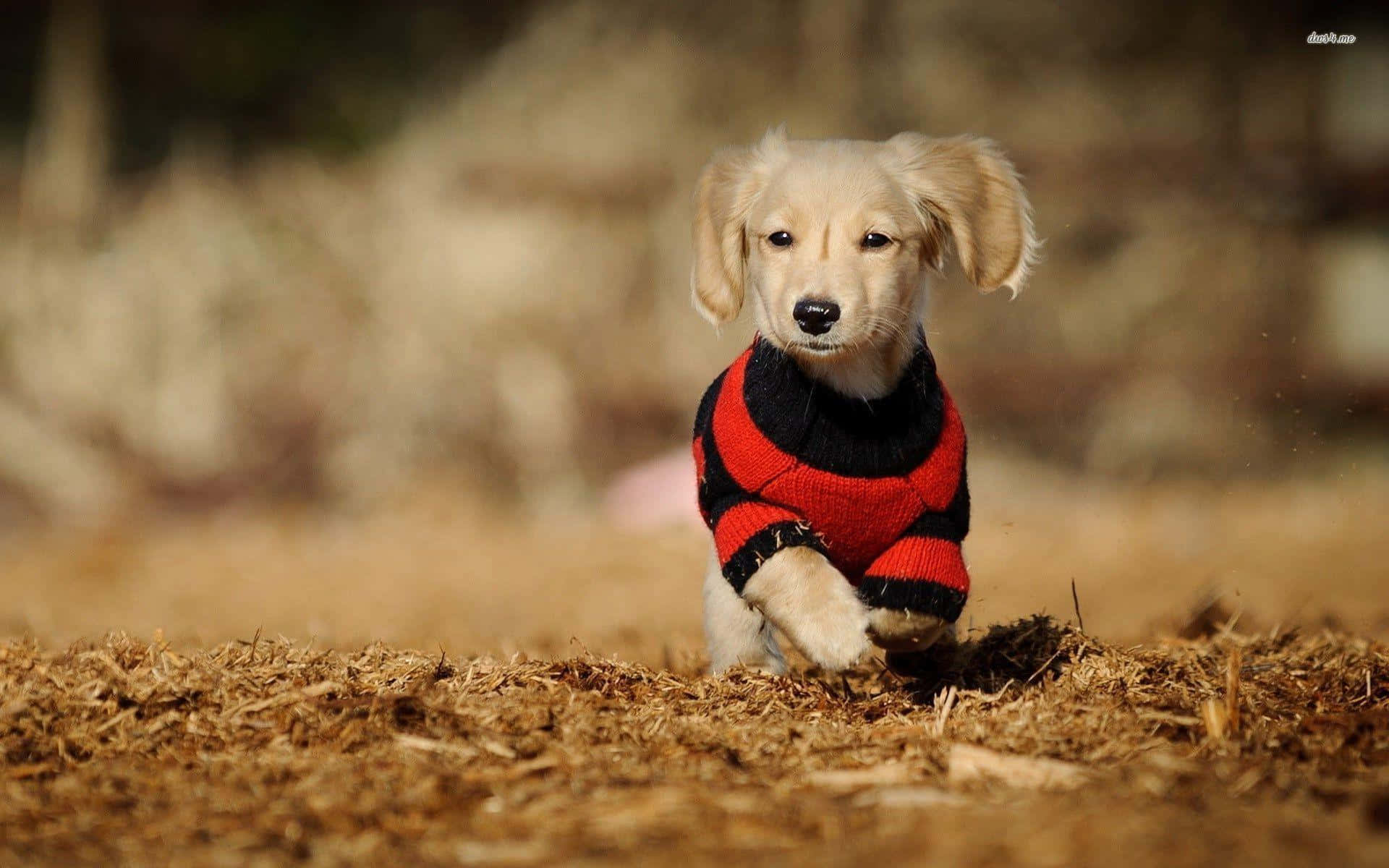 This Cute, Lovable Dachshund Is Sure To Make You Smile! Background