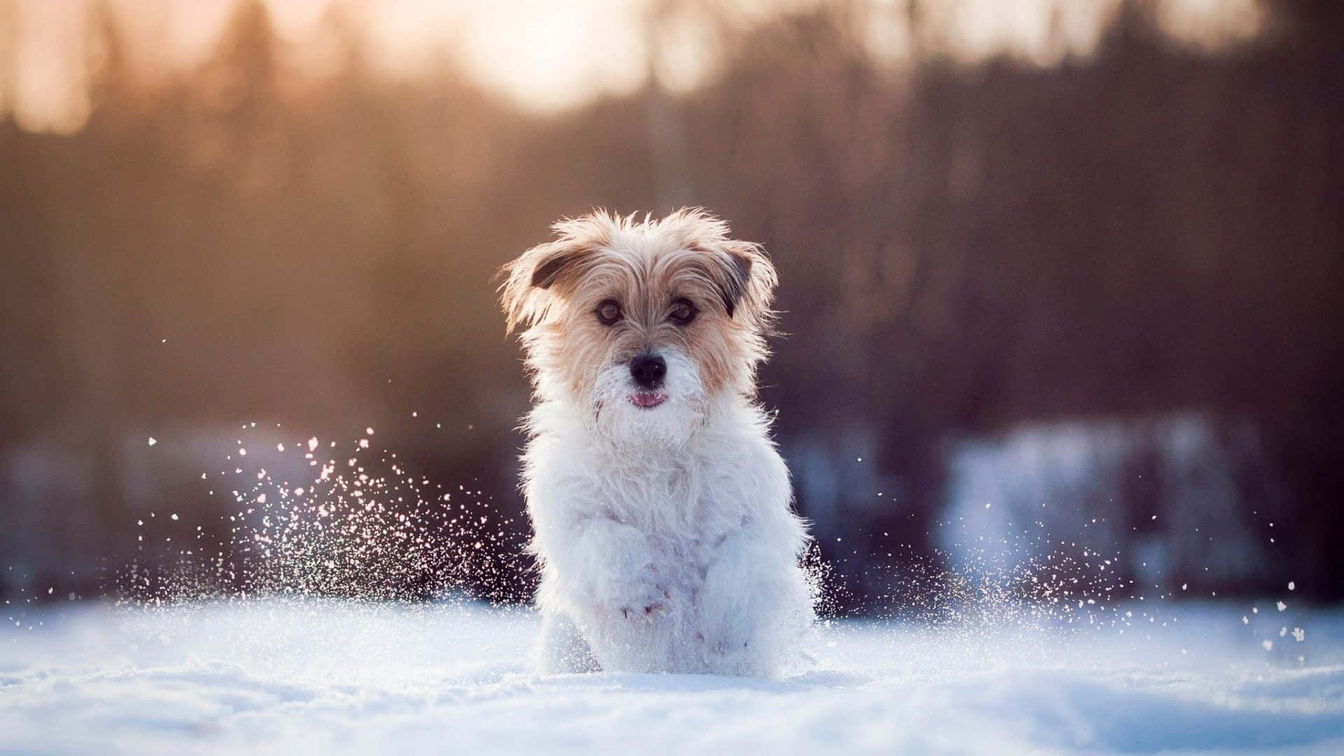This Cute Pup Is Ready For Winter Adventures! Background