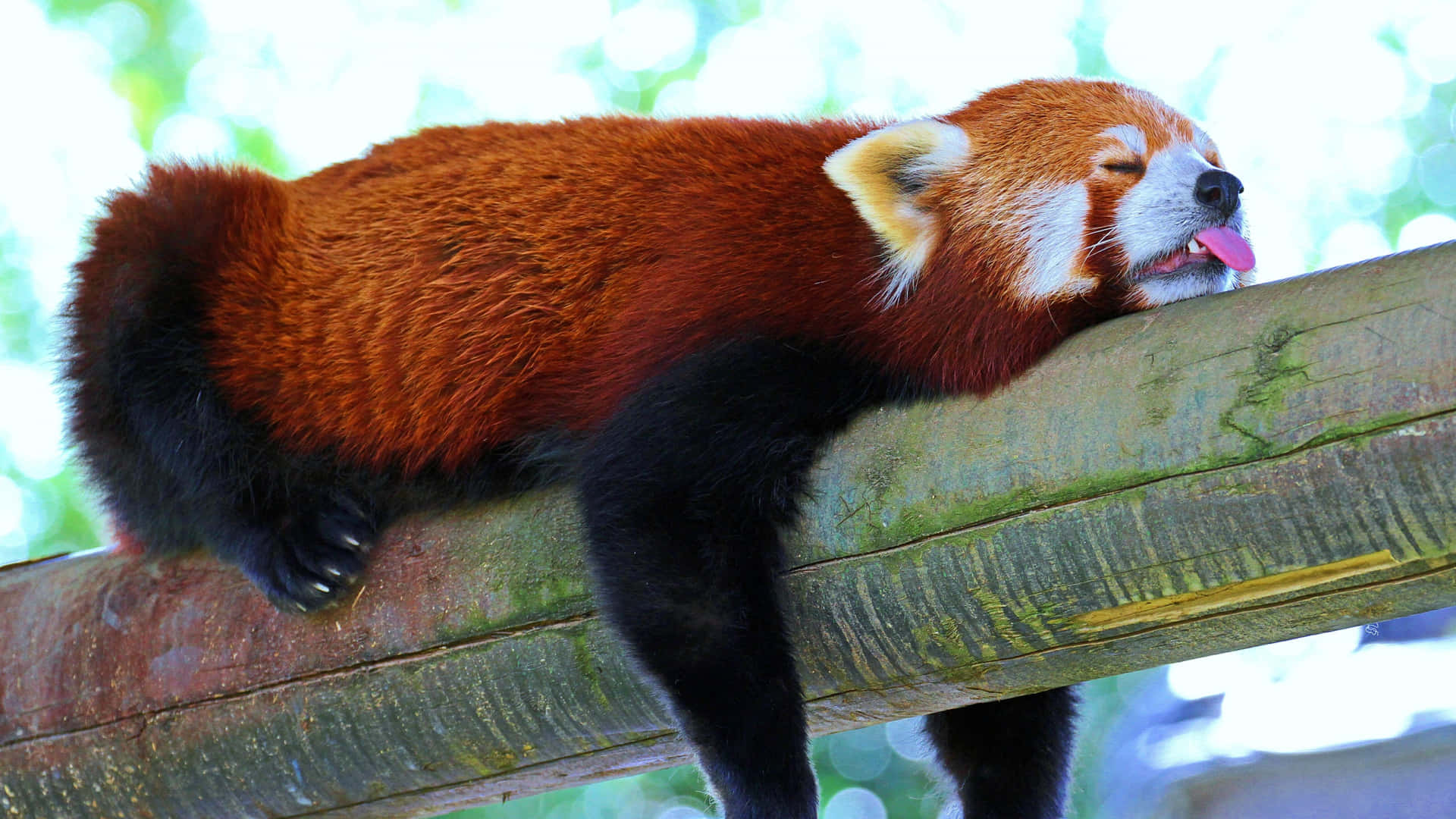 This Cute Red Panda Is Ready To Have Some Fun! Background