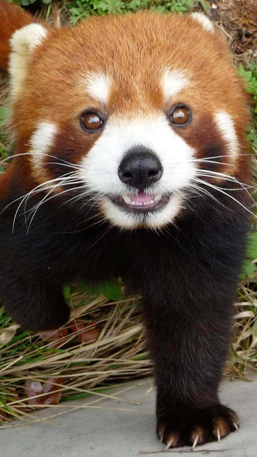 This Cute Red Panda Will Steal Your Heart Background