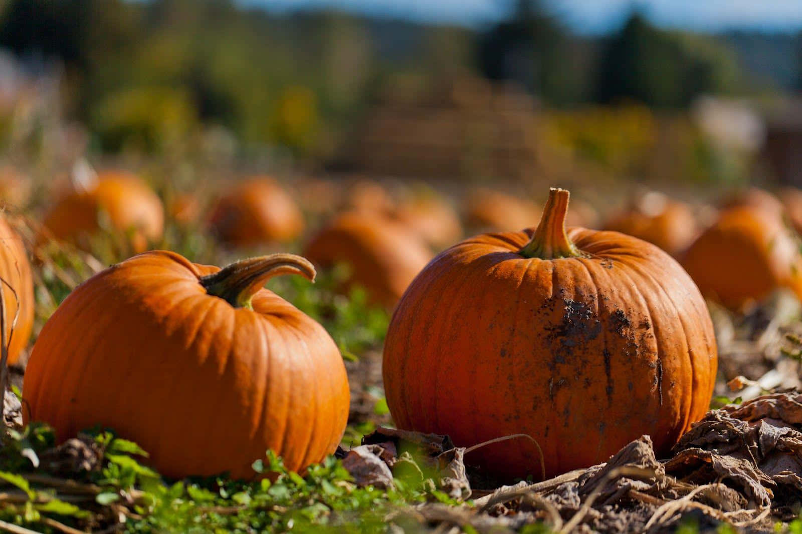 This Gorgeous Fall Pumpkin Looking Up At You And The Orange Leaf-filled Sky Background