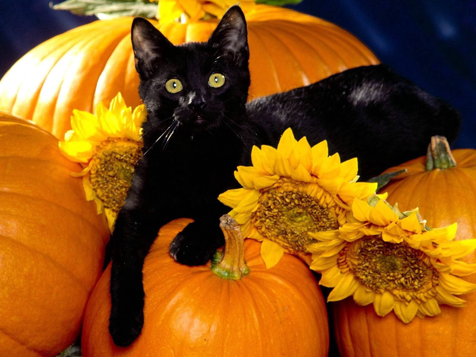 This Halloween Season, One Of The Spookiest Decorations We Have Is Our Black Cat Atop A Pumpkin. Background