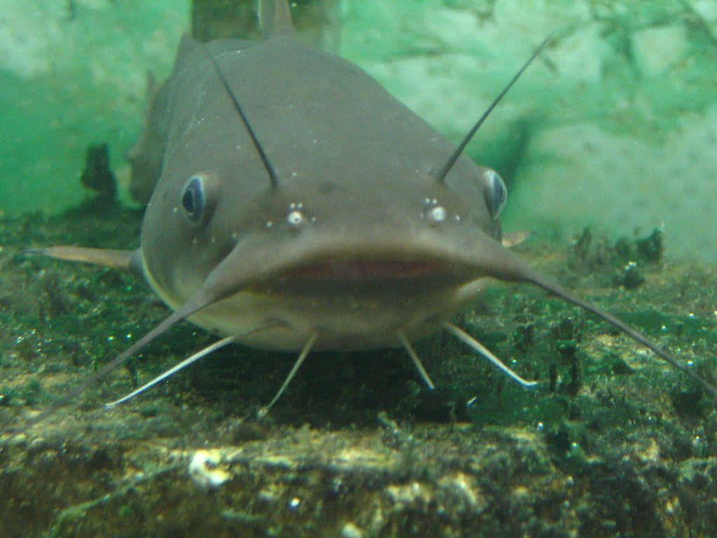 This Happy Catfish Is Ready For A Swim Background