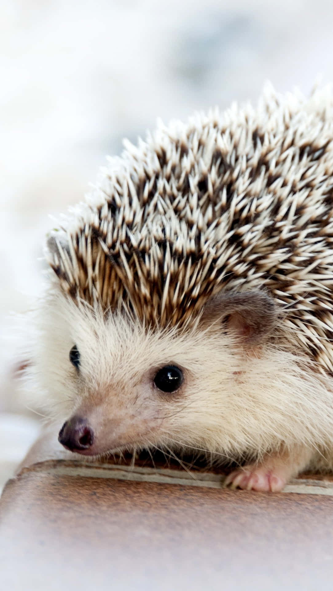 This Happy Hedgehog Loves To Explore The Wild! Background