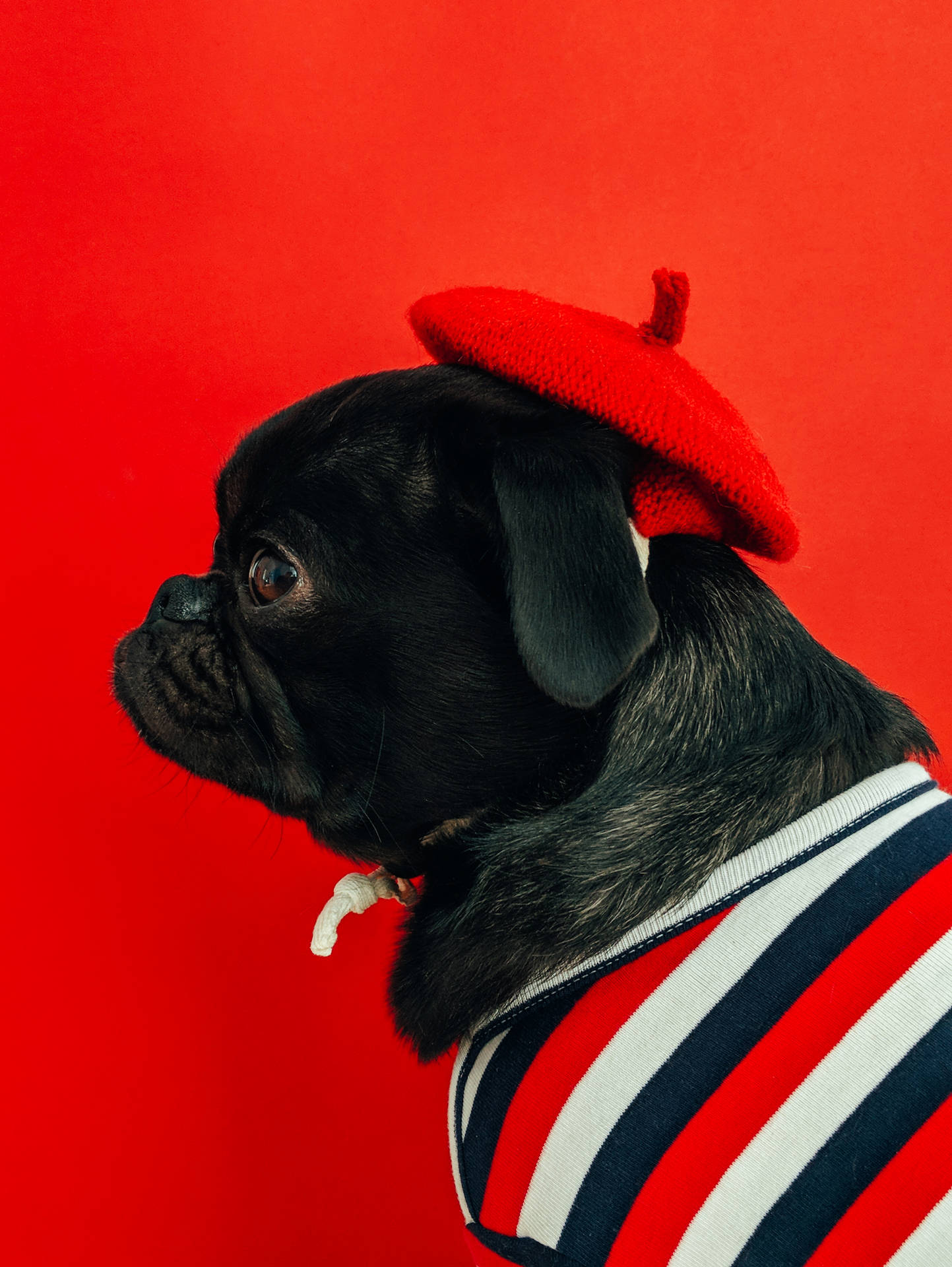 This Little Red Pug Is Ready To Play Background