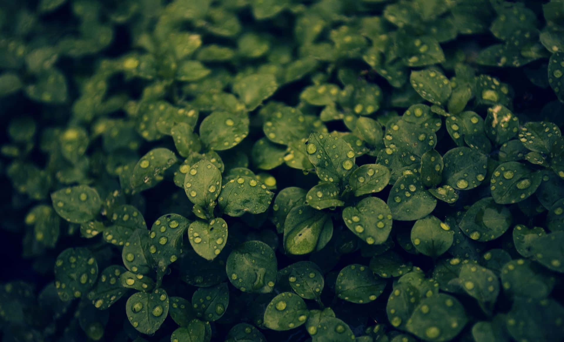 This Lovely Green Plant Looks Stunning, Adding A Perfect Aesthetic Touch To Your Room Background