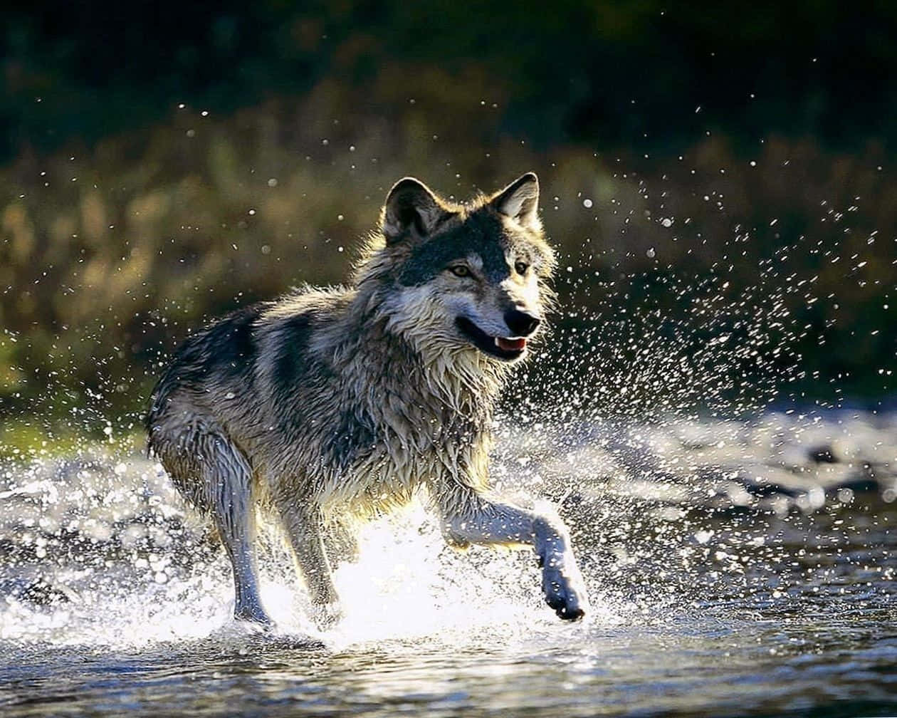 This Majestic Wolf Is A Symbol Of The Warring Forces Of Water And Fire Background