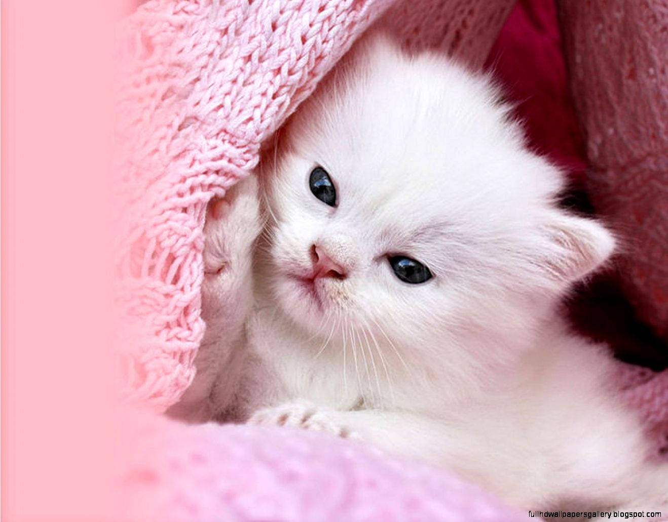 This Pink Cat Loves Spending A Lazy Summer Afternoon Sunbathing! Background