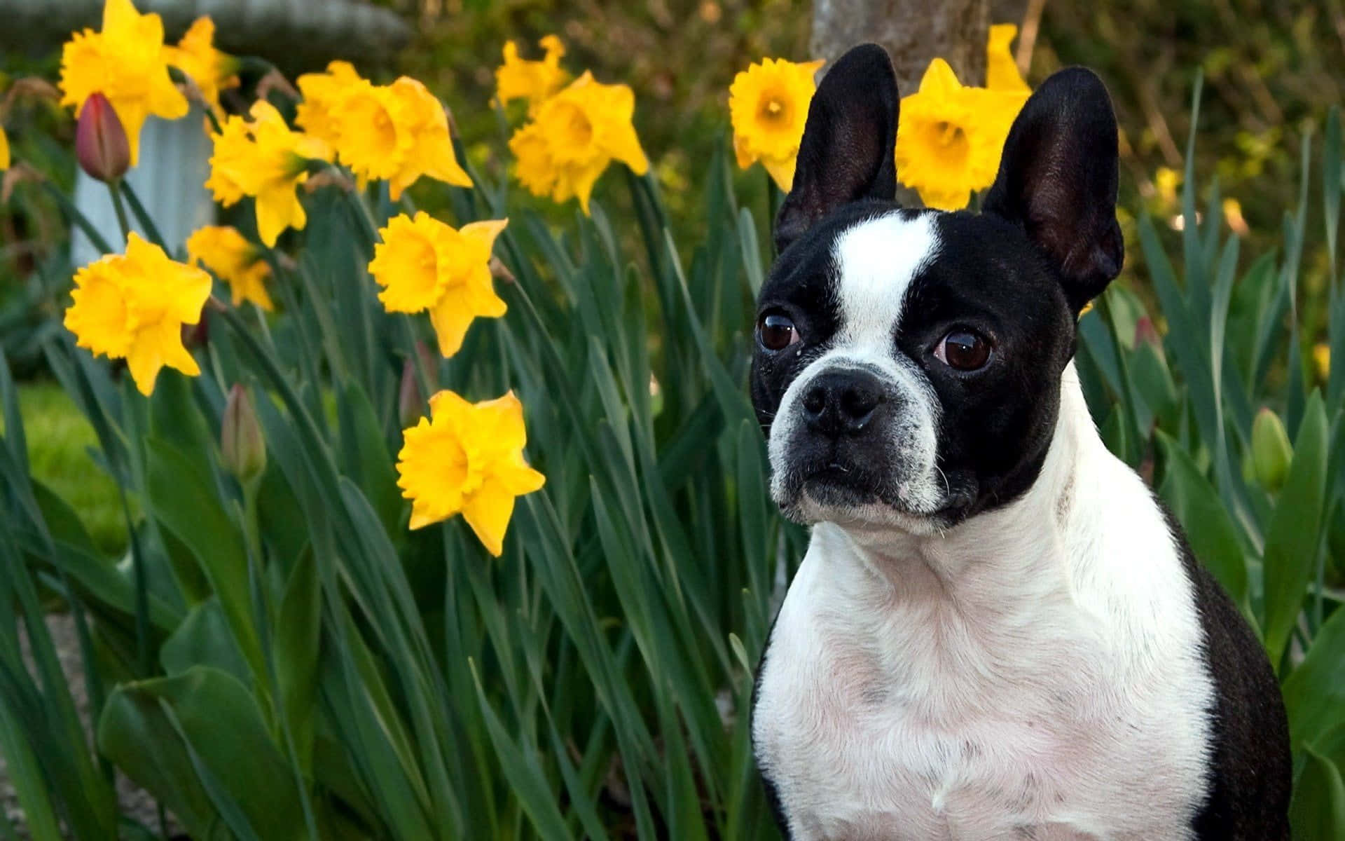 This Playful Boston Terrier Brings Joy With Every Bouncy Step