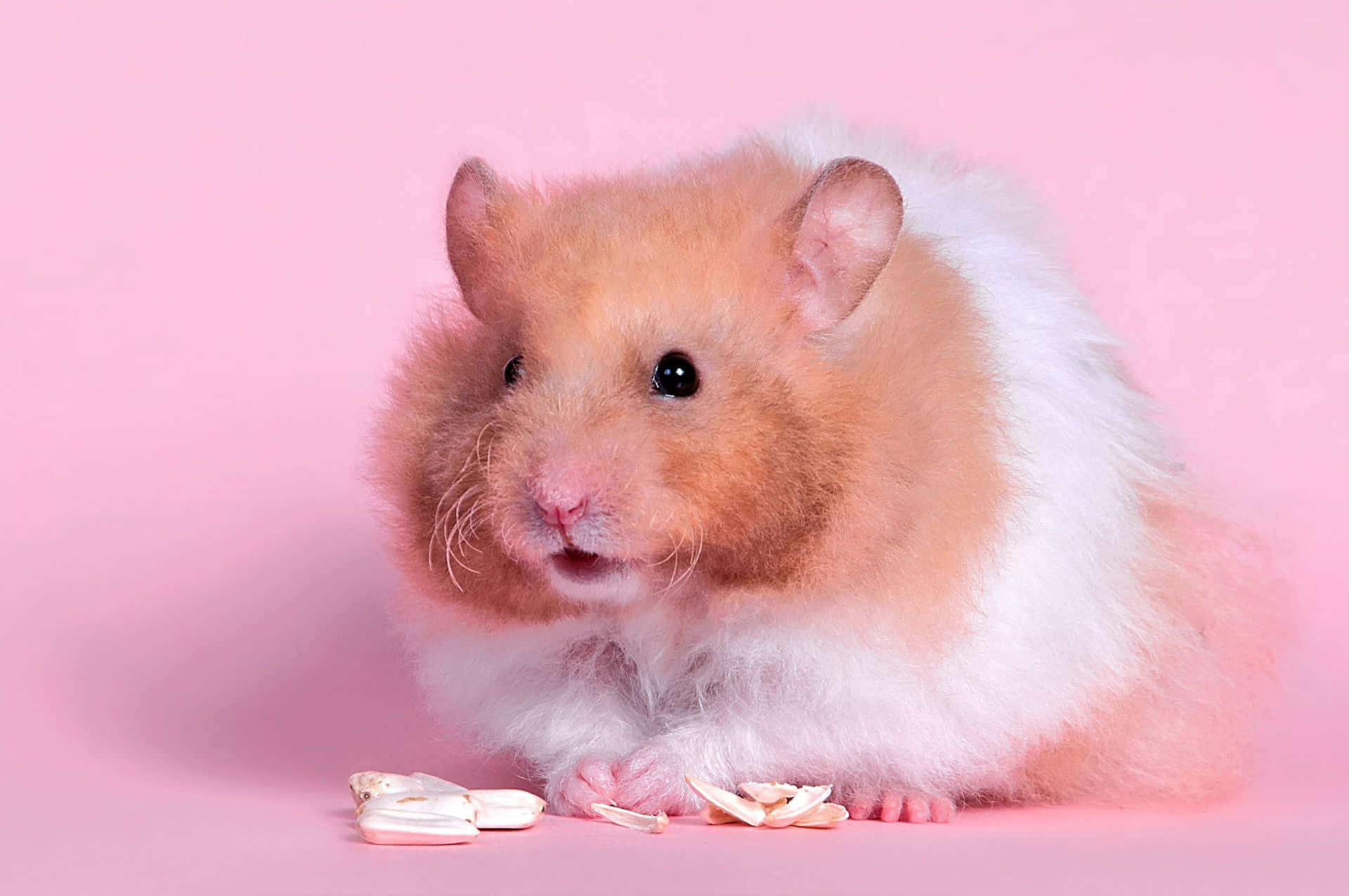 This Playful, Mischievous Hamster Is Having The Time Of Its Life!