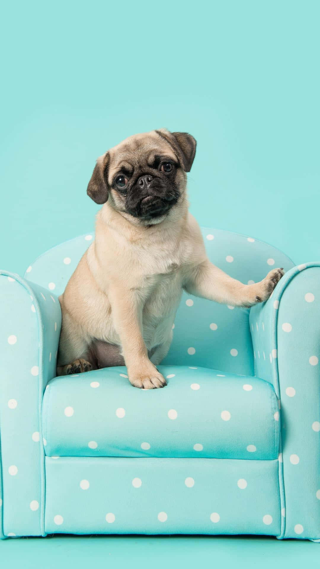 This Pug Is Ready For Bed! Background