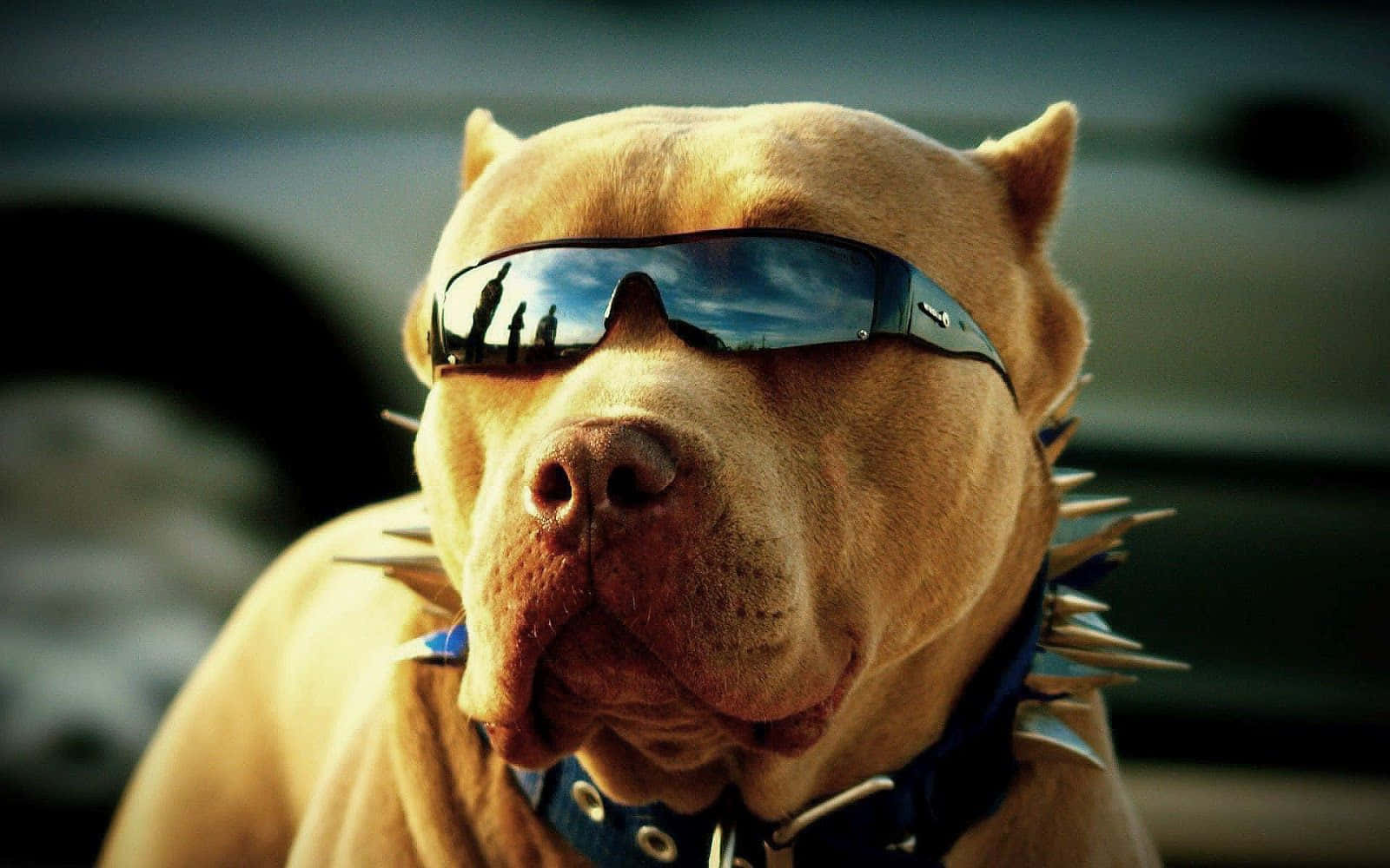 This Pup Is Looking 'cool' With His Shades. Background