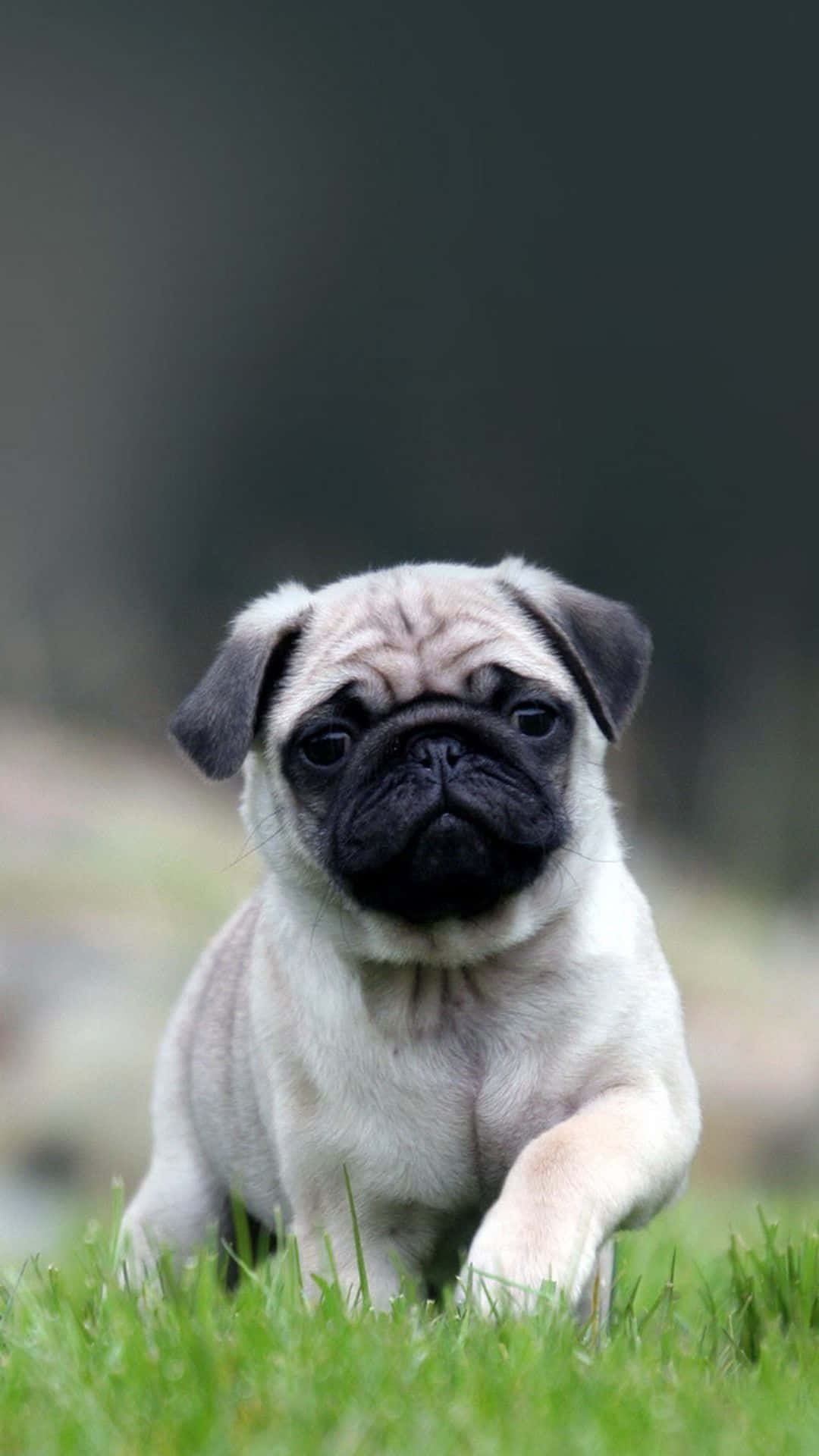 This Sweet Pug Is Ready For Its Closeup!