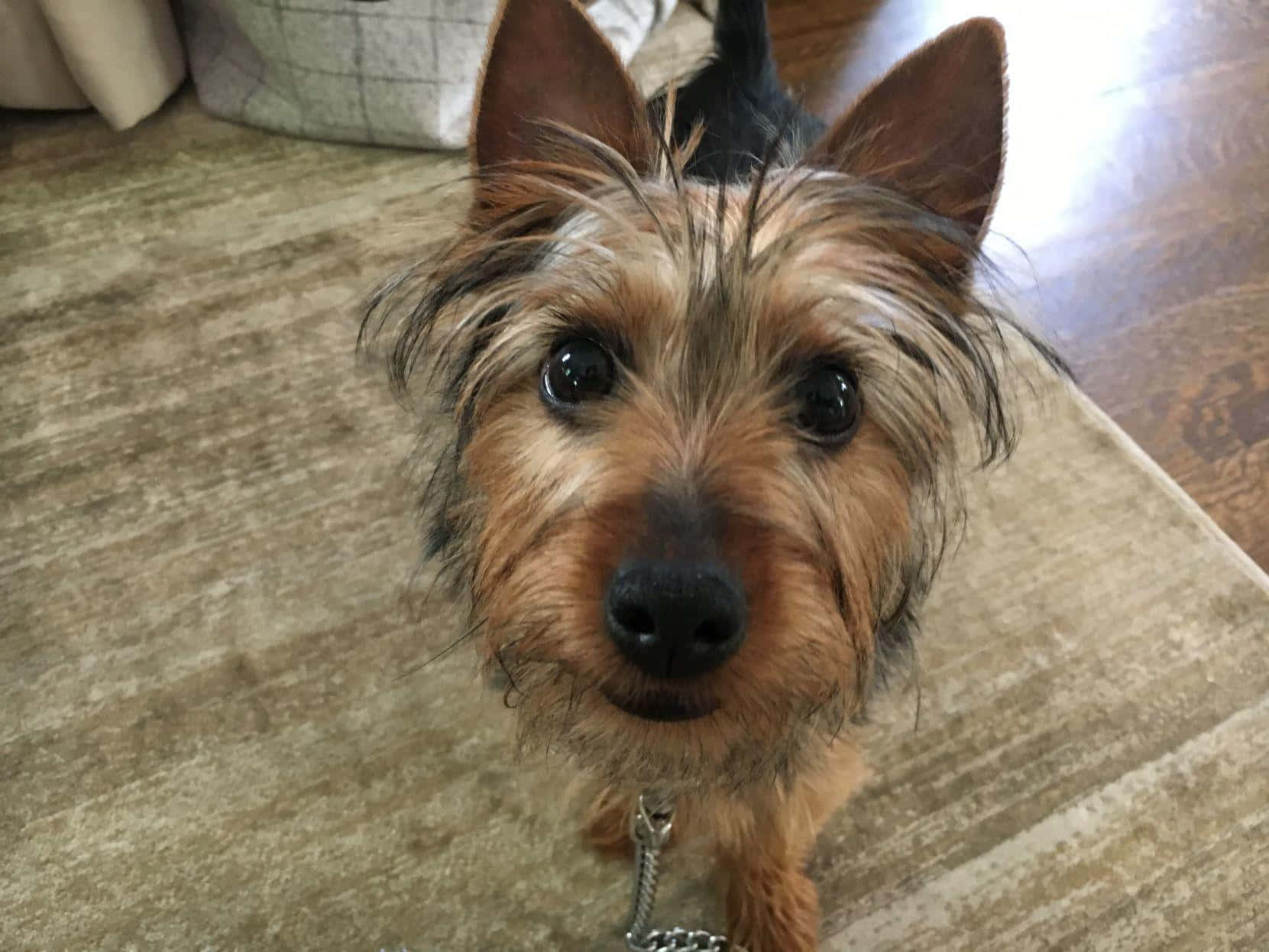 This Teacup Yorkie Is Ready To Get Spoiled Background