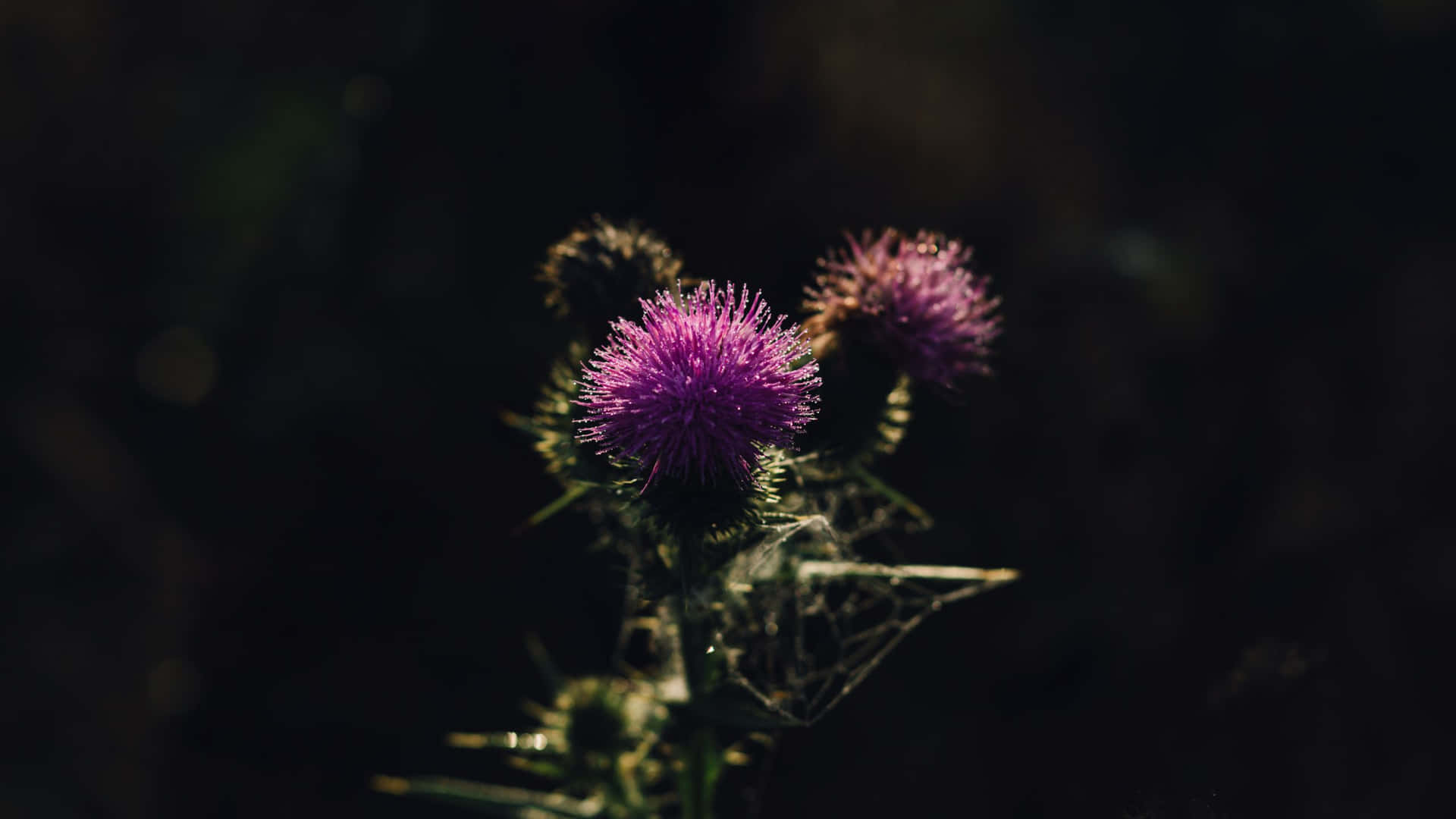 Thistle Flower In The Dark Background