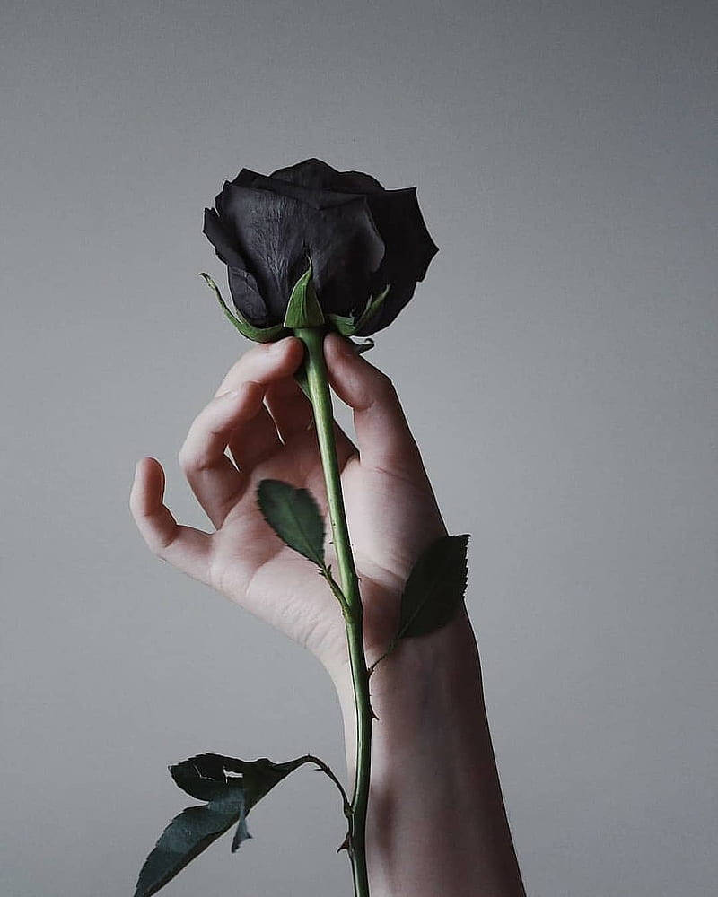 Thorny Flower Black Rose Iphone Background