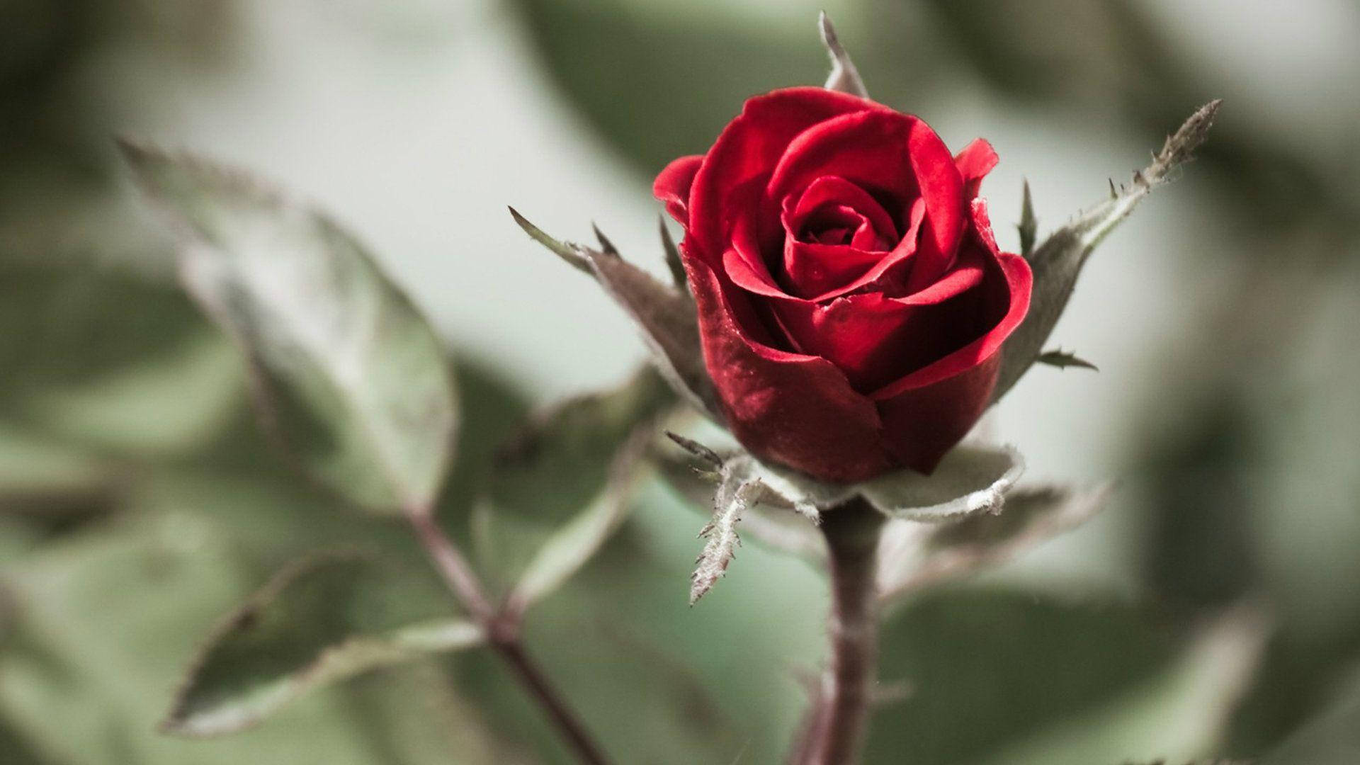 Thorny Red Beautiful Rose Hd Background