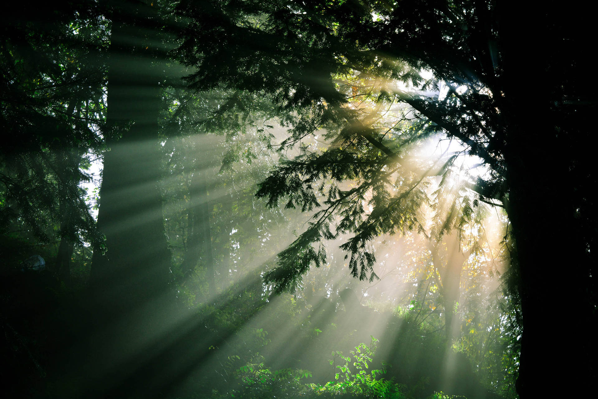 Thorough Forest Sunlight Background