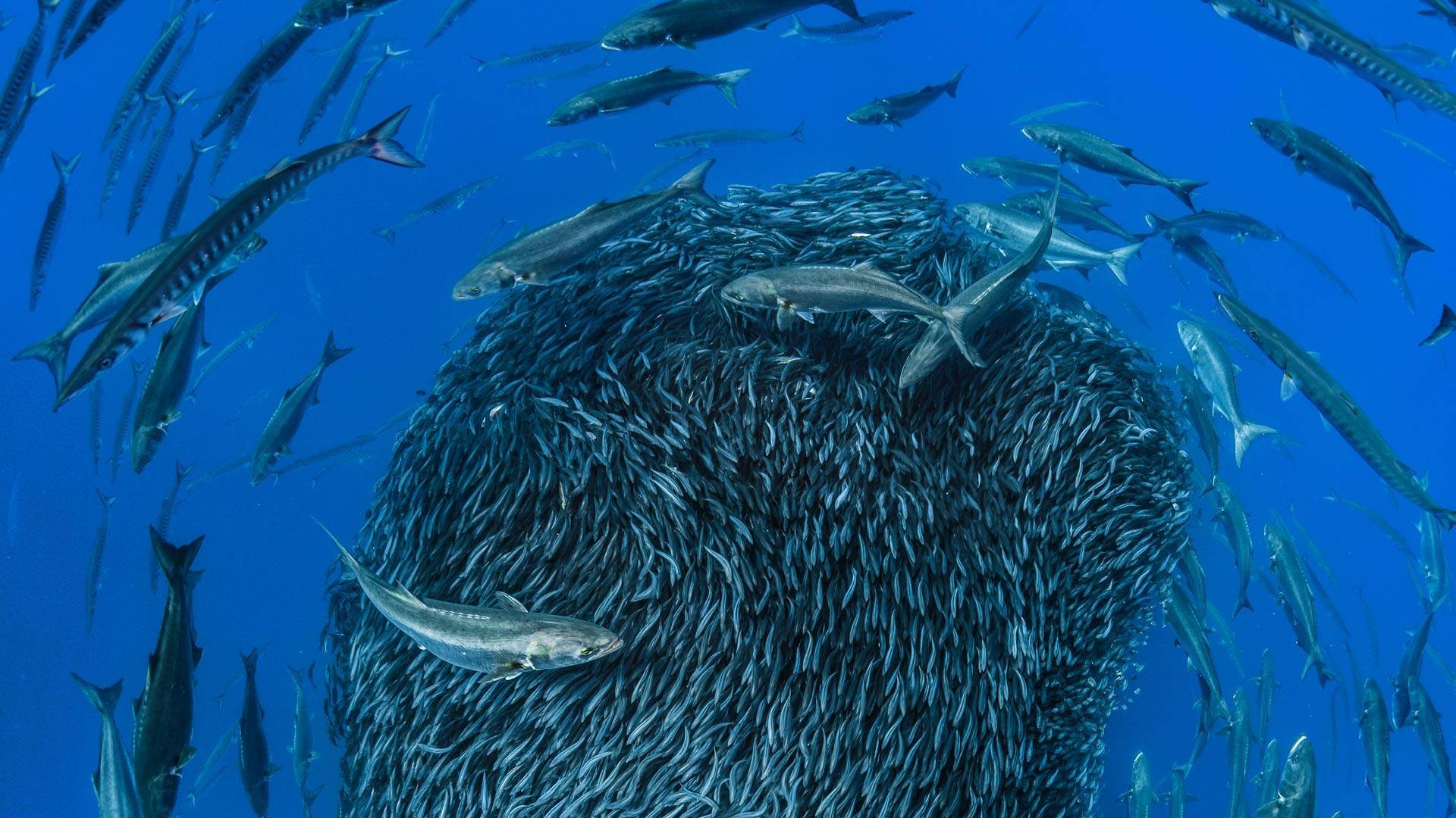 Thousands Of Mackerel Fishes Background